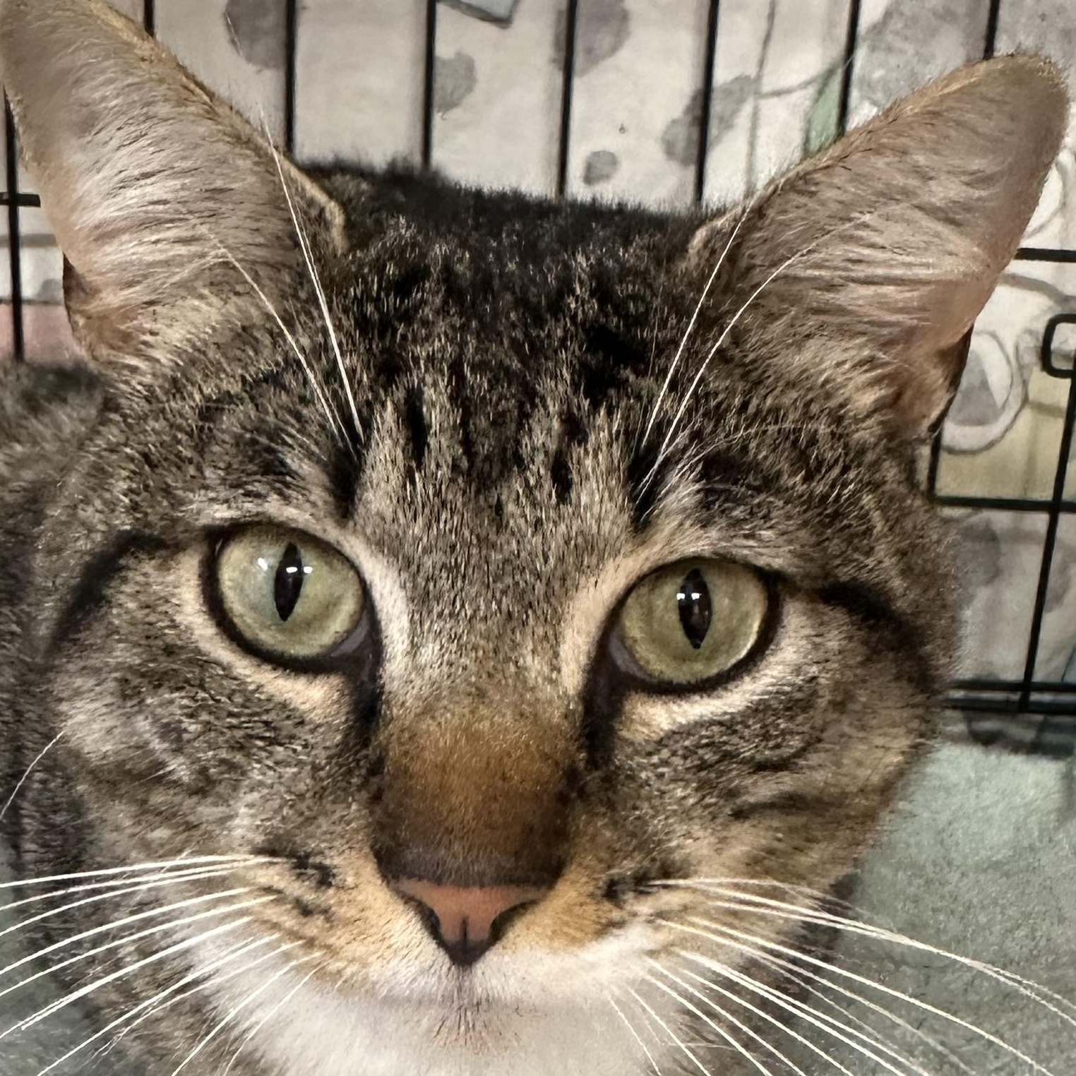 Kobe FIV Positive, ADOPTABLE, Kitten Male Domestic Short Hair.