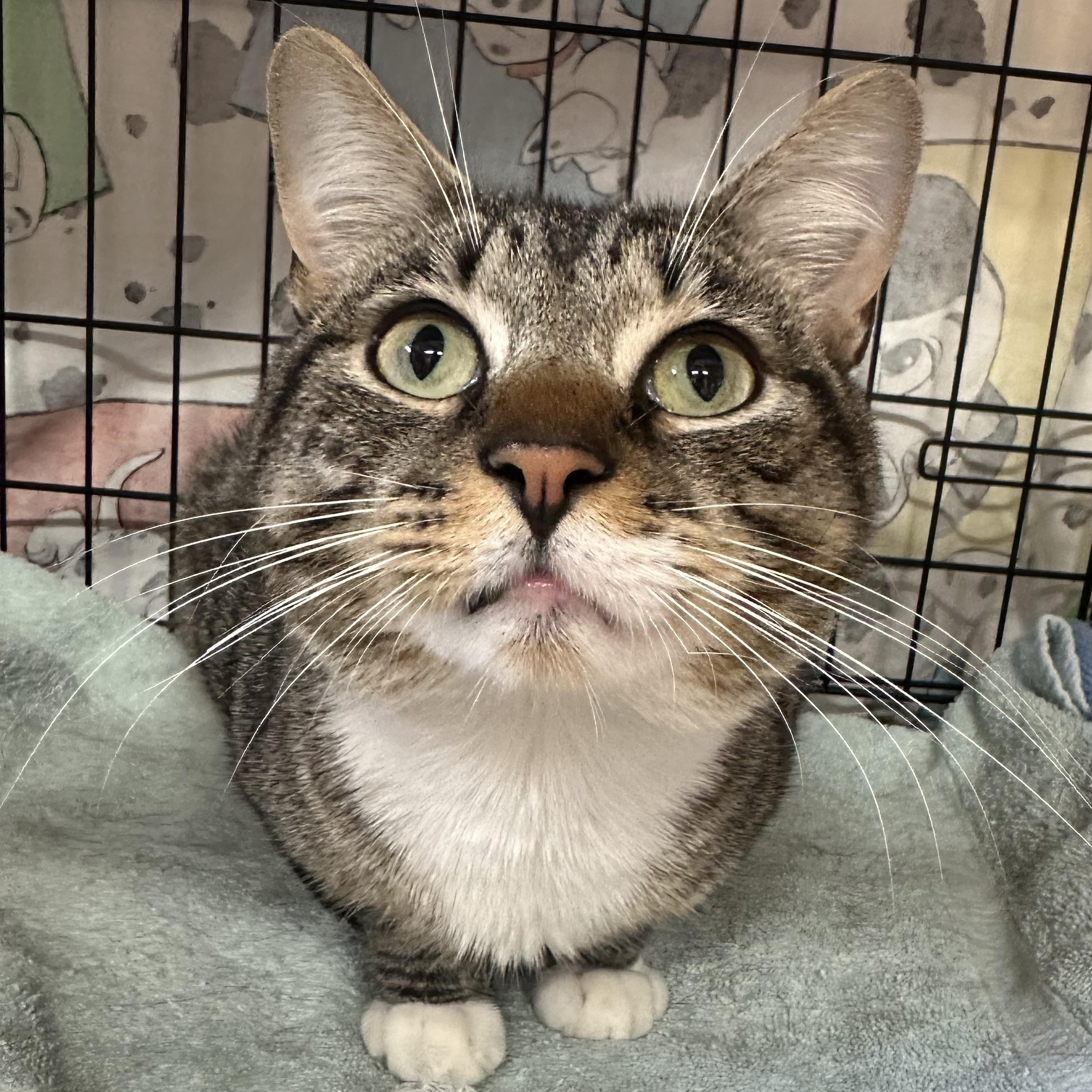 Kobe FIV Positive, a ADOPTABLE Domestic Short Hair in Clifton, NJ image 5/5