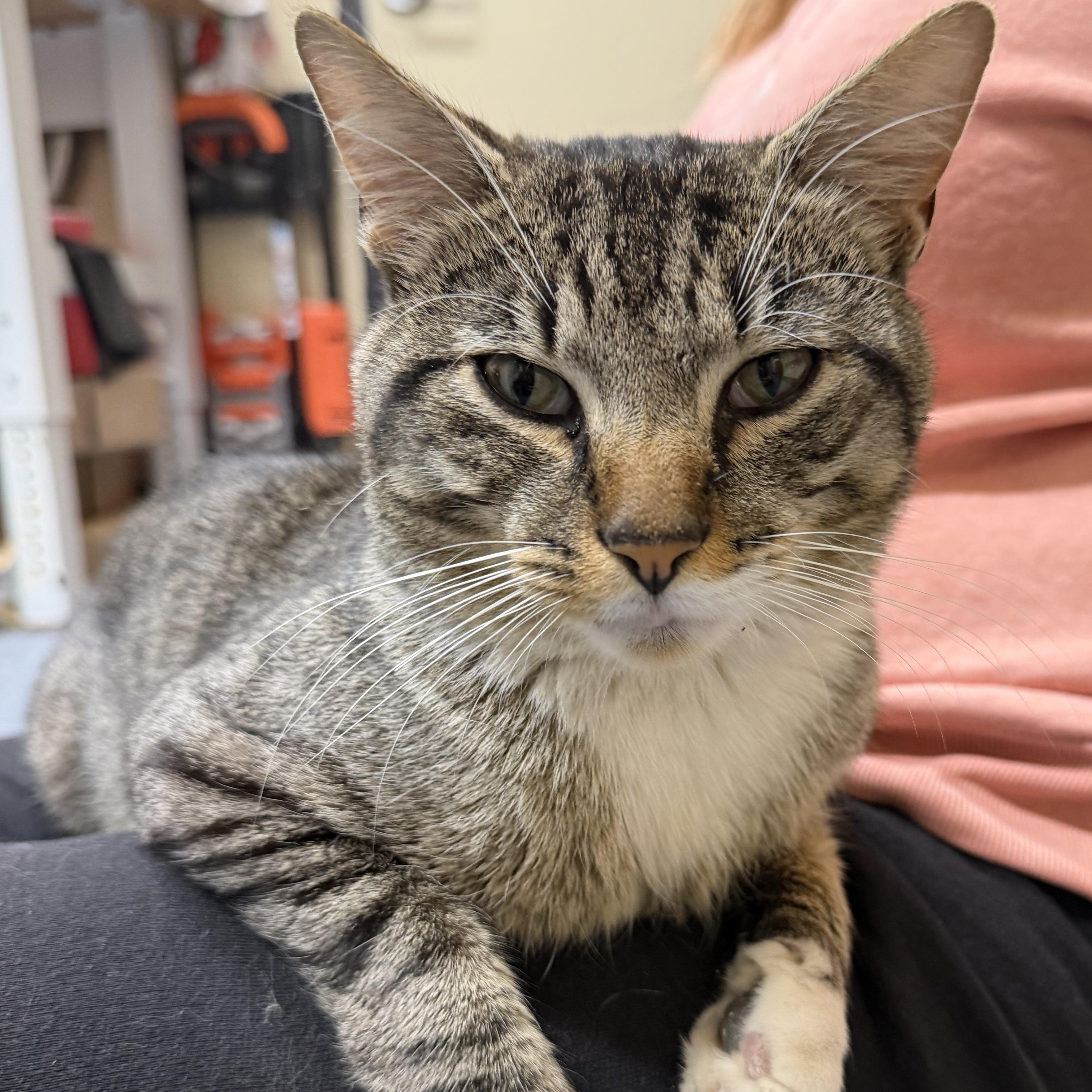 Kobe FIV Positive, a ADOPTABLE Domestic Short Hair in Clifton, NJ image 2/5