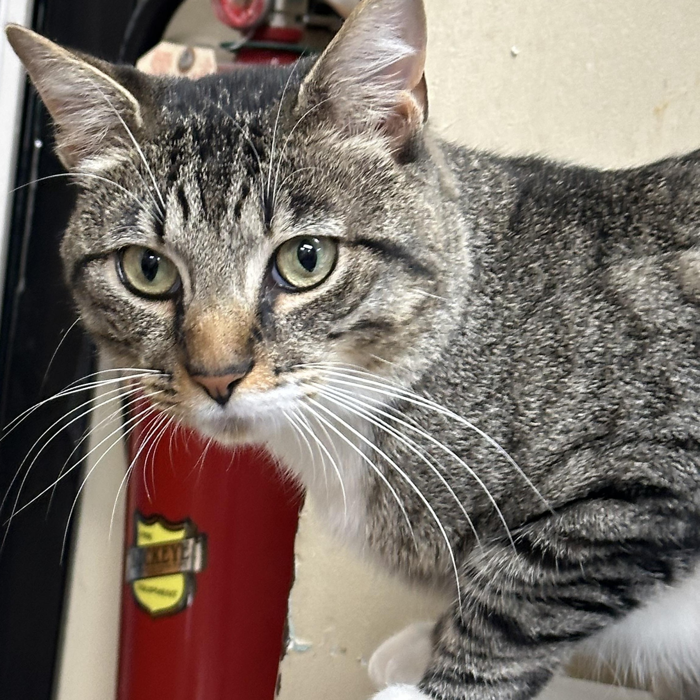 Enlarge Kobe FIV Positive, a ADOPTABLE Domestic Short Hair in Clifton, NJ image 5/6