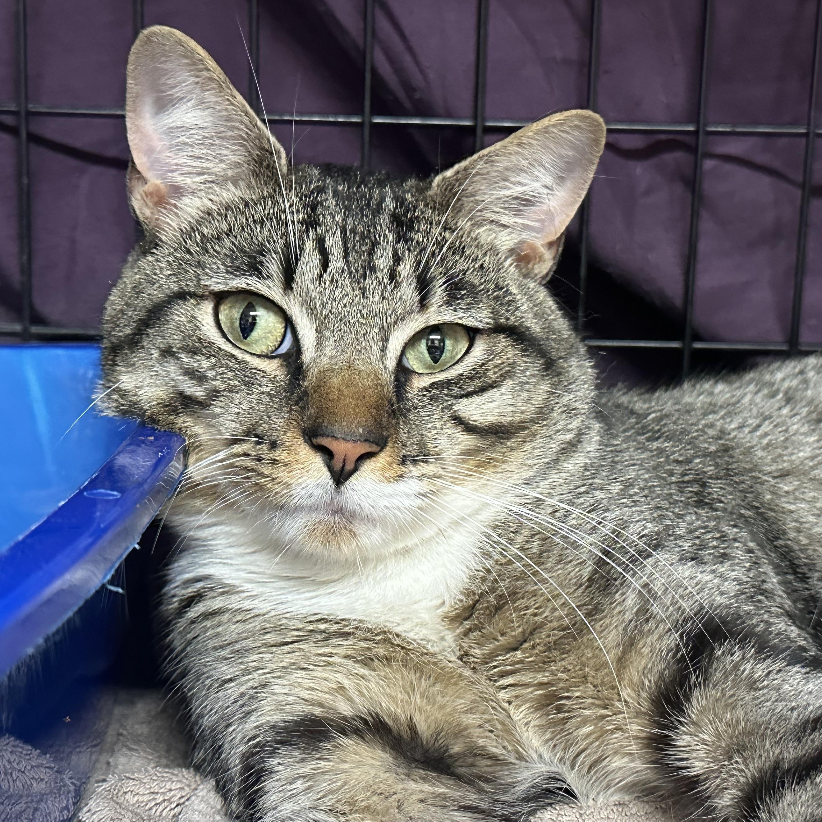 Kobe FIV Positive, ADOPTABLE, Kitten Male Domestic Short Hair.