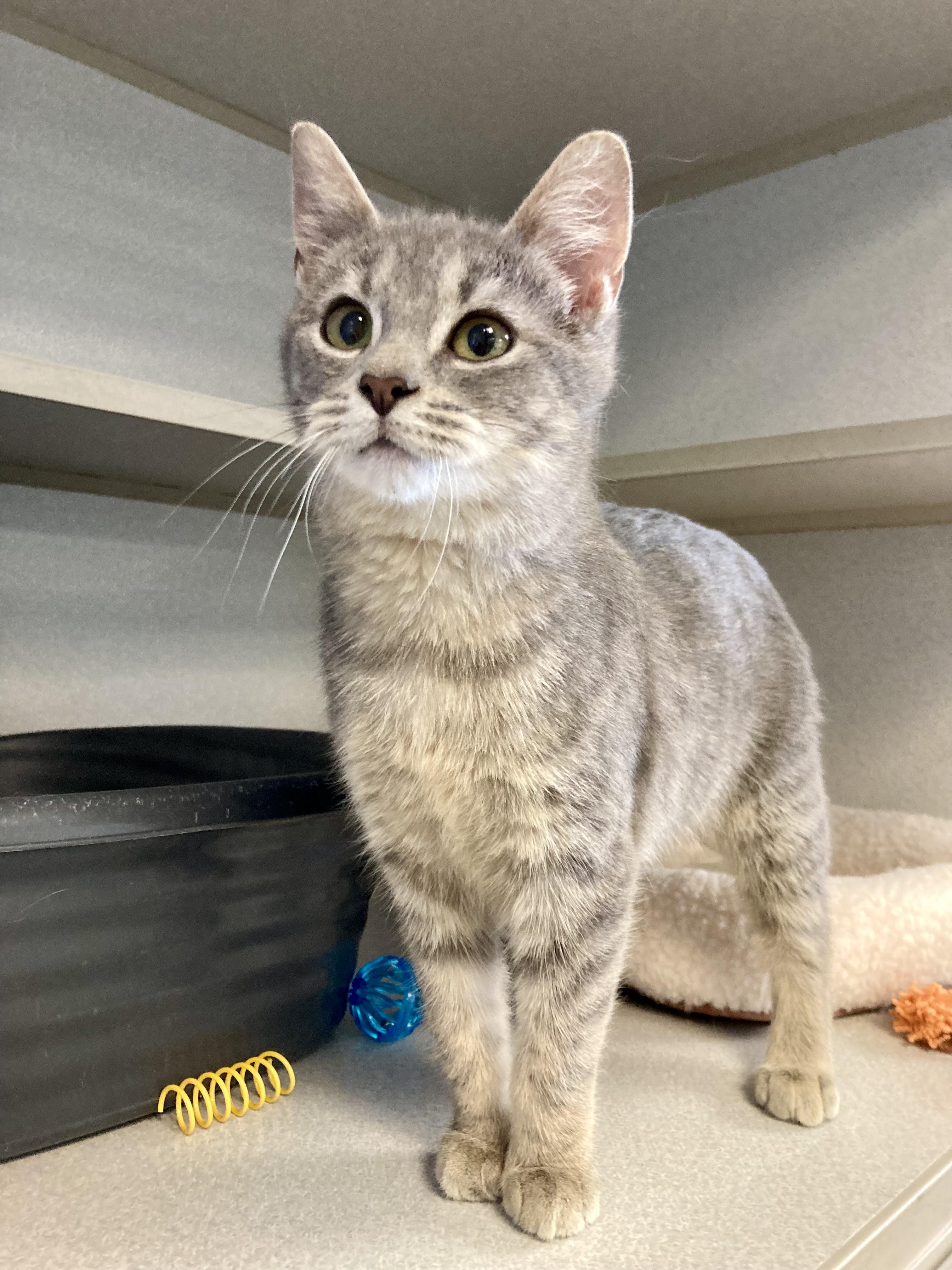 Elsa, a ADOPTABLE Domestic Short Hair in St. Ignace, MI image 2/3