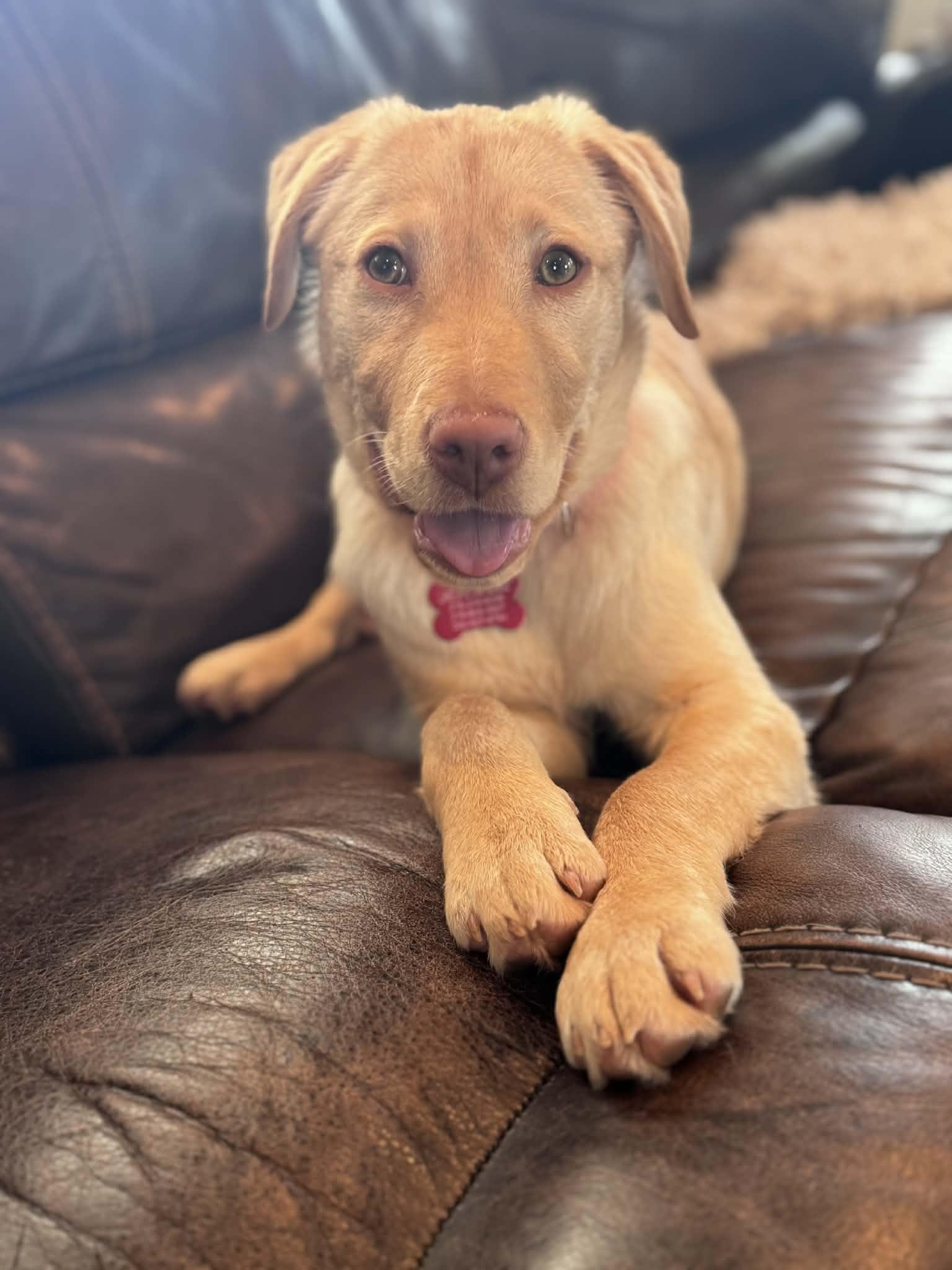 Daphne, adopted, Young Female Yellow Labrador Retriever.