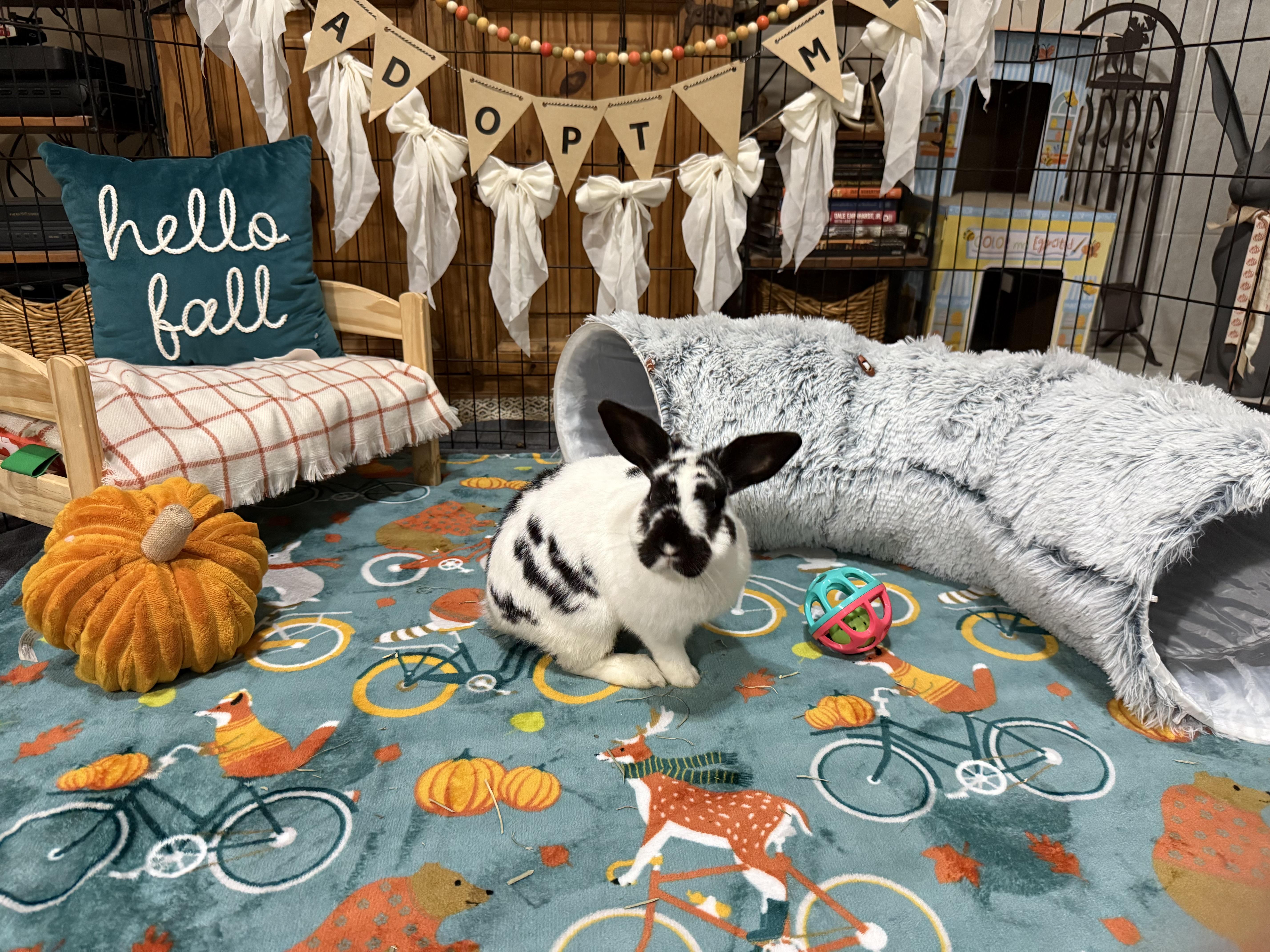 Frosty, Adopted, Young Male Rex & Dwarf.