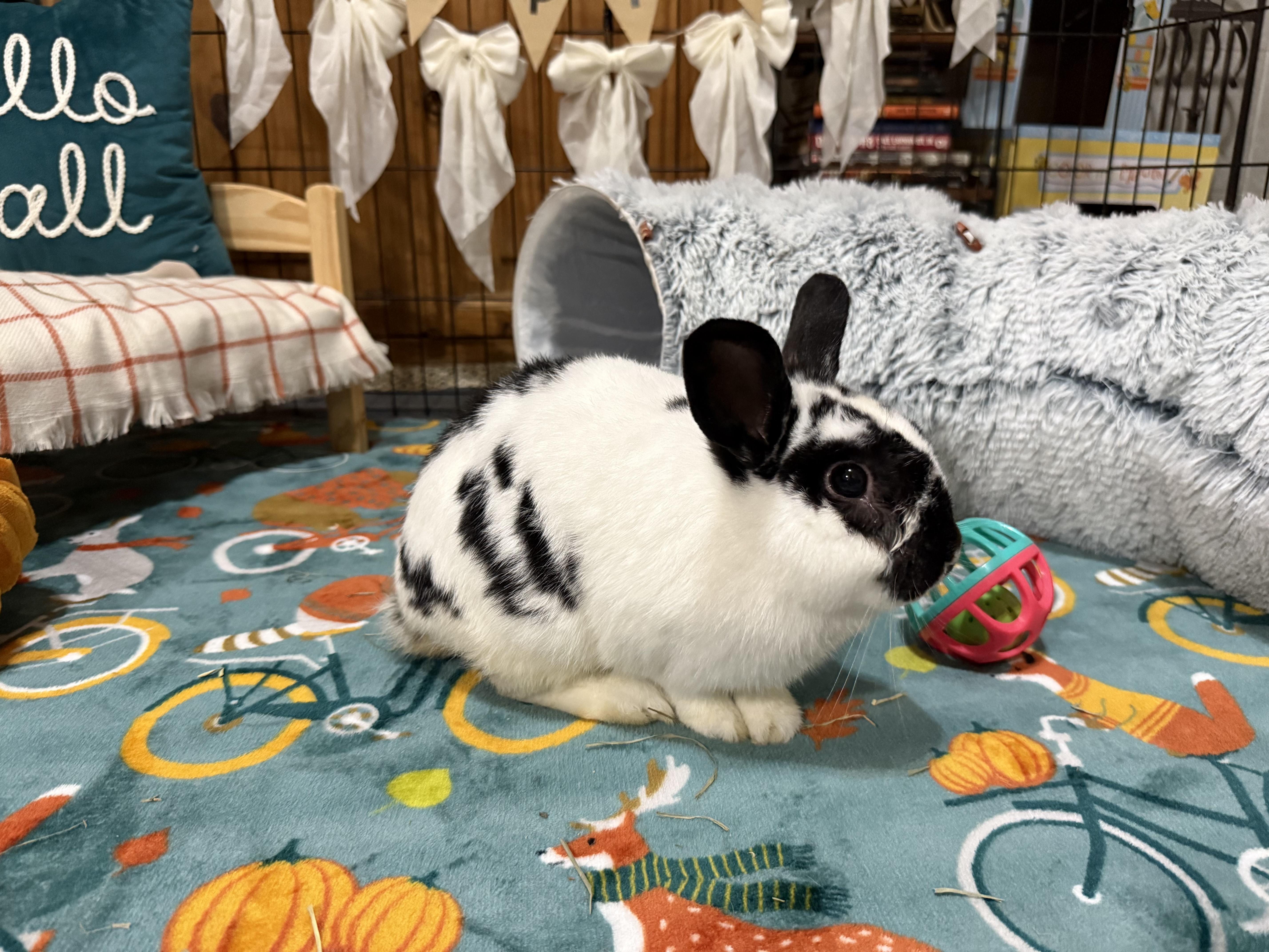 Enlarge Frosty, a Adopted mixed breed in Little Rock, AR image 2/4