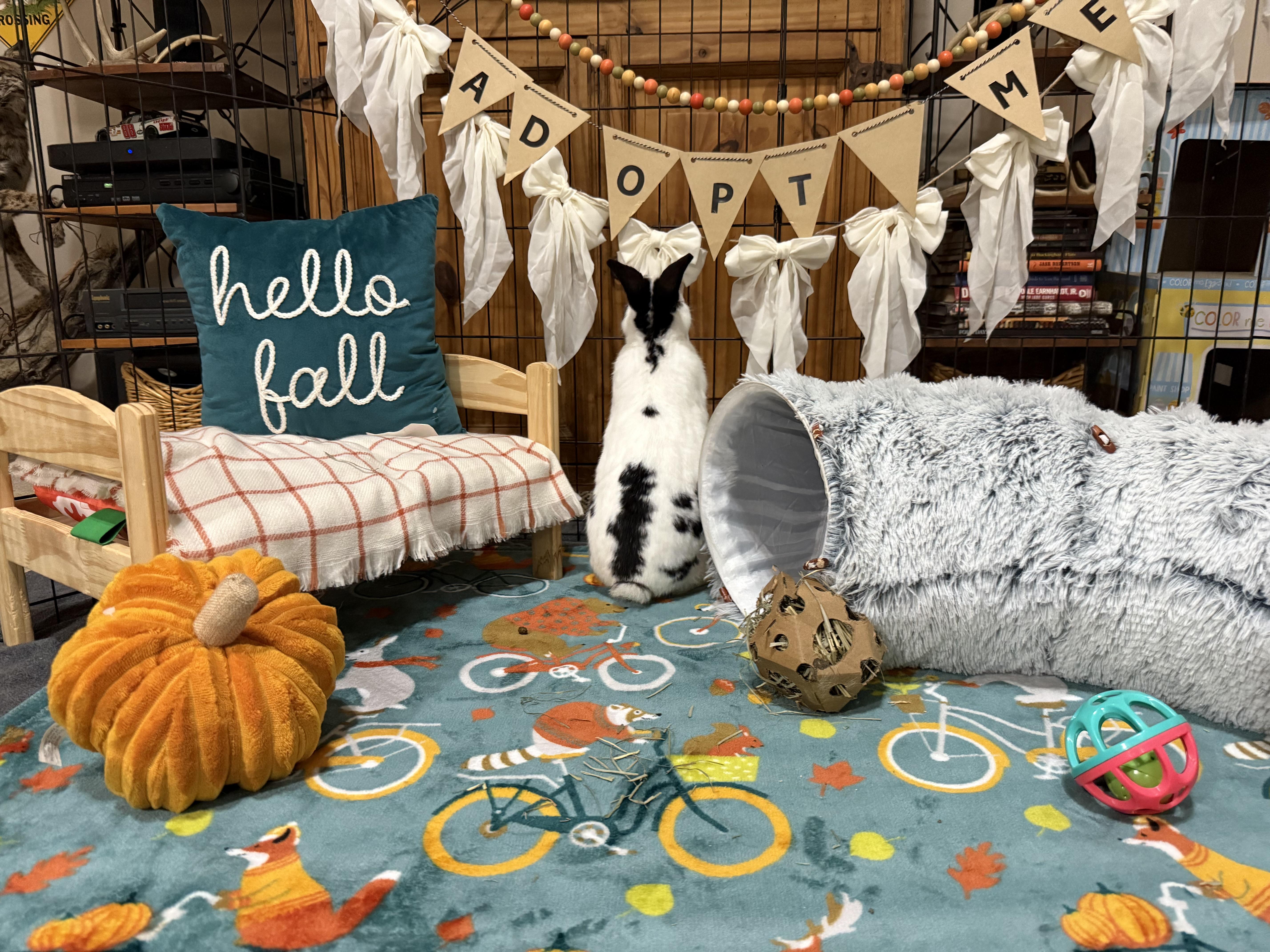 Enlarge Frosty, a Adopted mixed breed in Little Rock, AR image 4/4