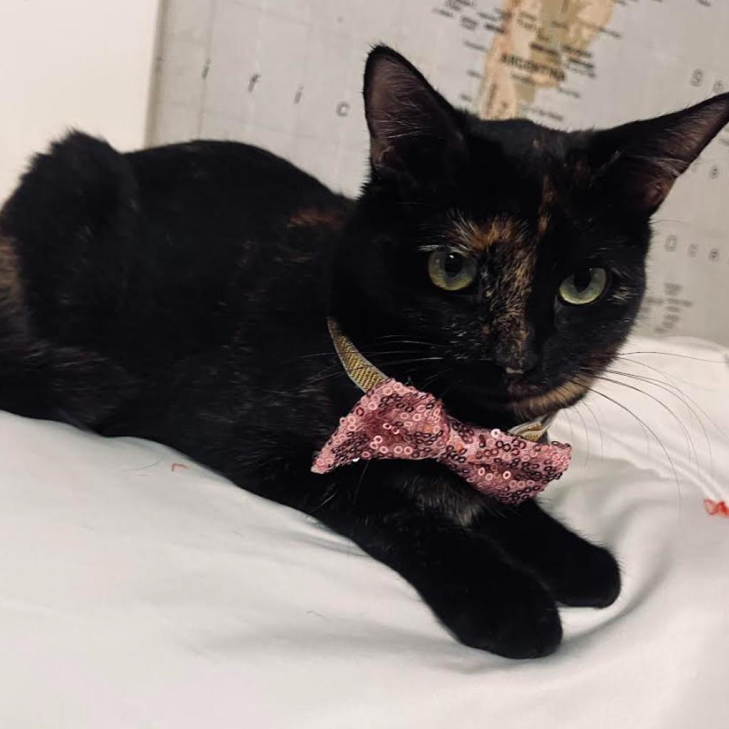 Halle — thumbnail 2