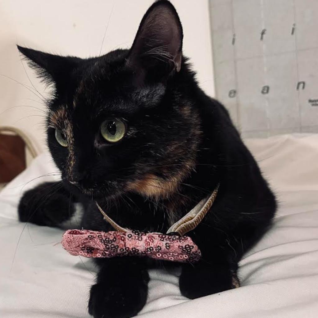 Halle — thumbnail 3