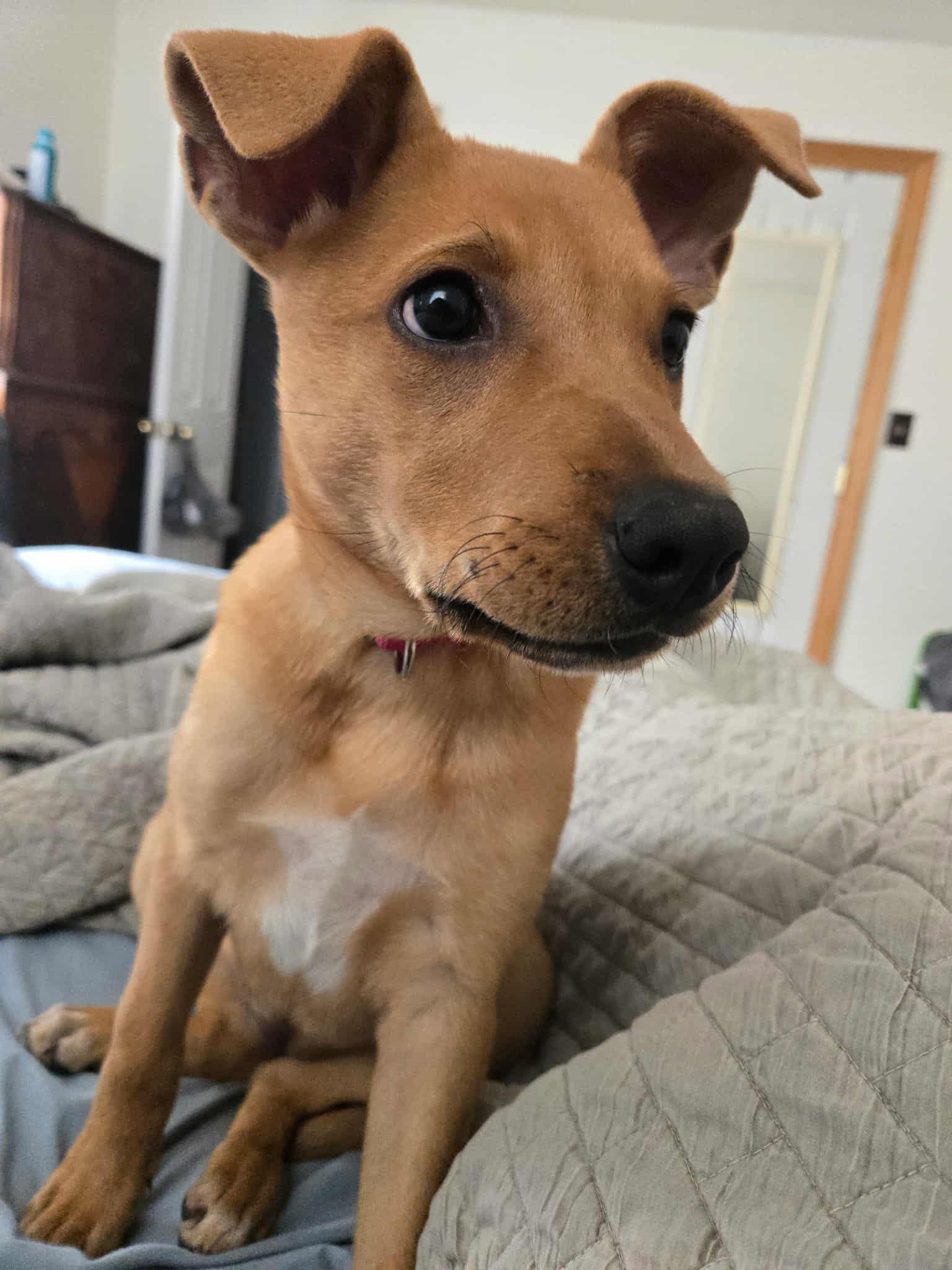 Pumpkin, a Adoptable Mixed Breed in Beacon, NY image 3/6