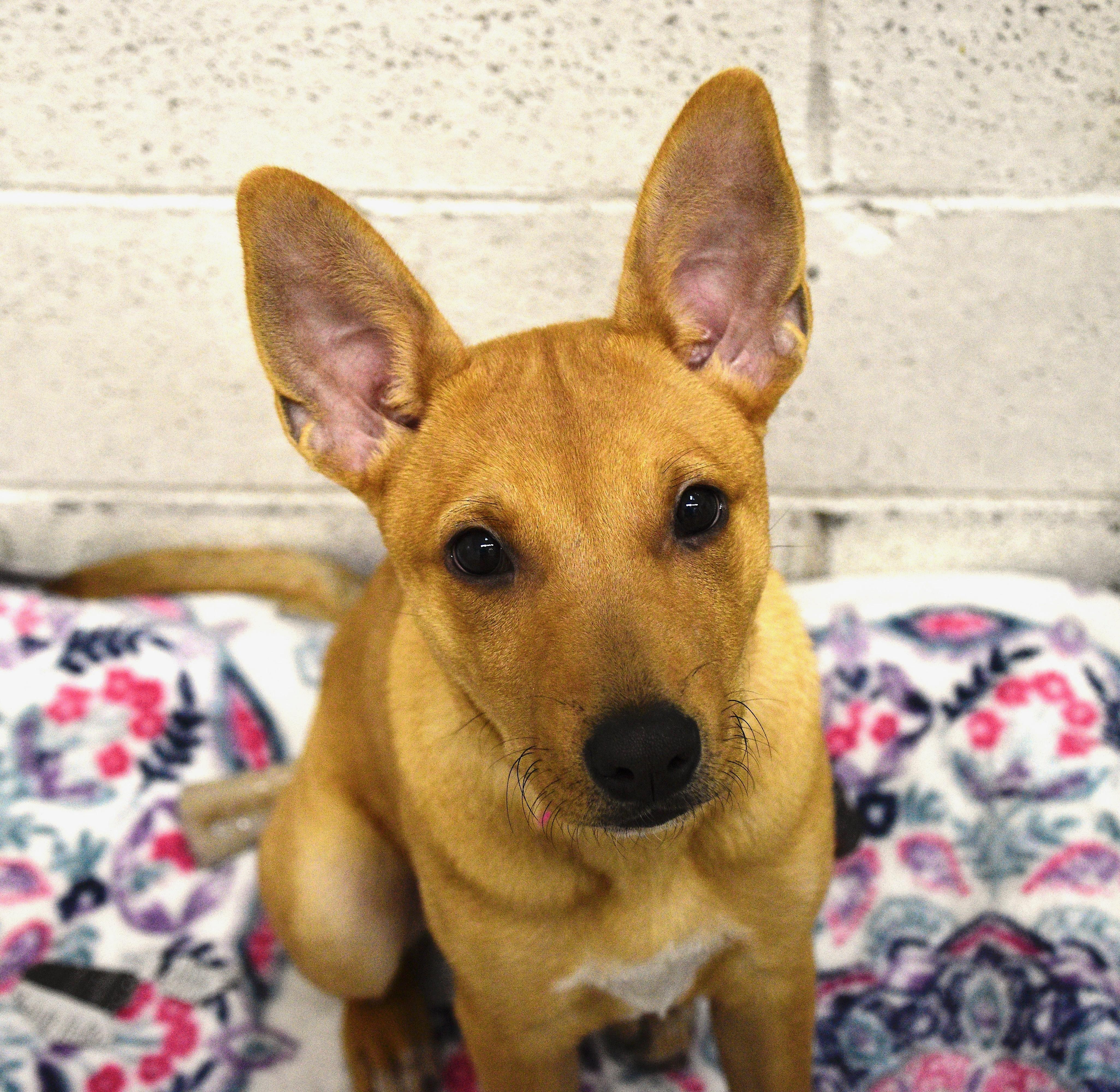 Pumpkin, Adoptable, Puppy Female Mixed Breed.