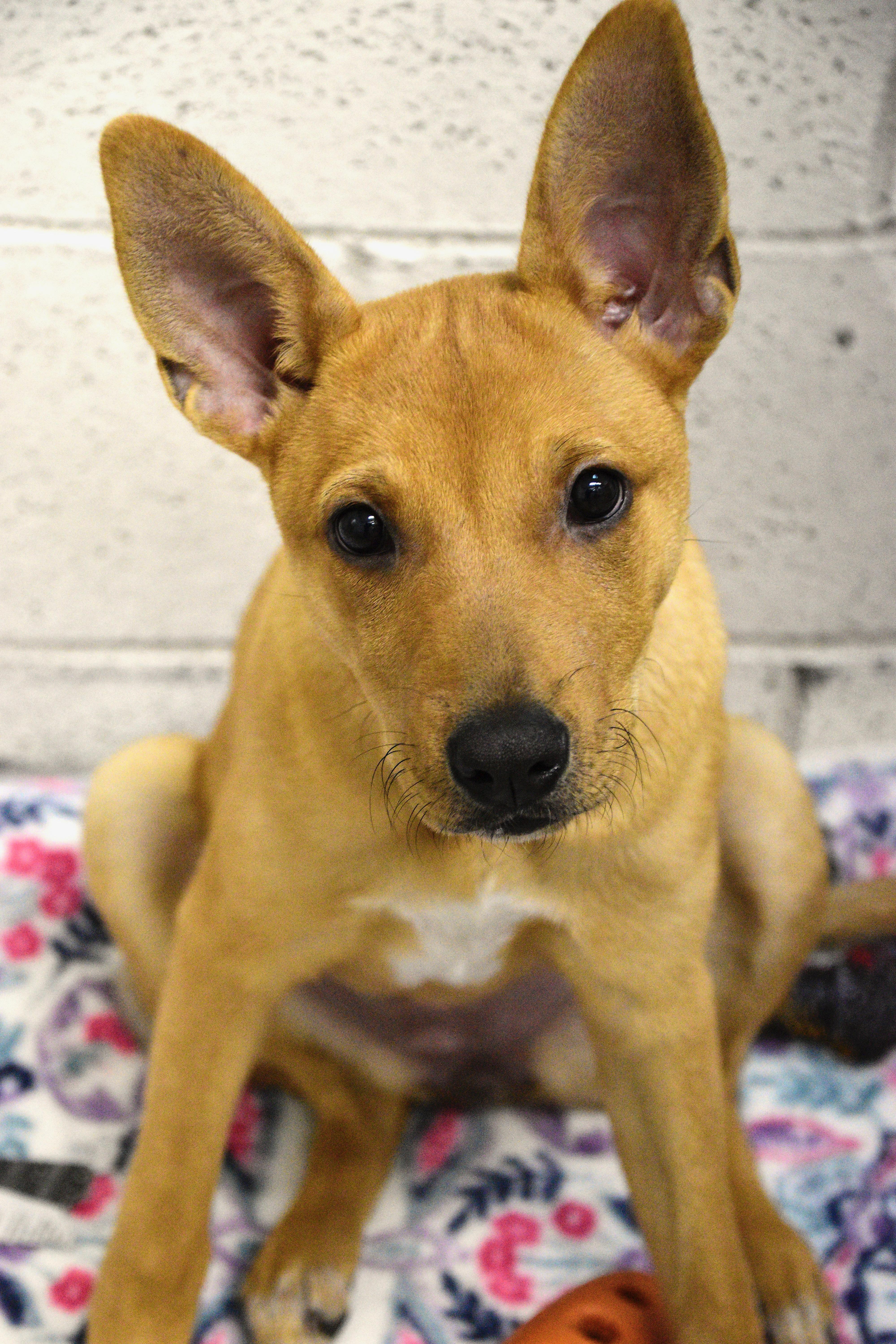 Pumpkin, a Adoptable Mixed Breed in Beacon, NY image 2/6