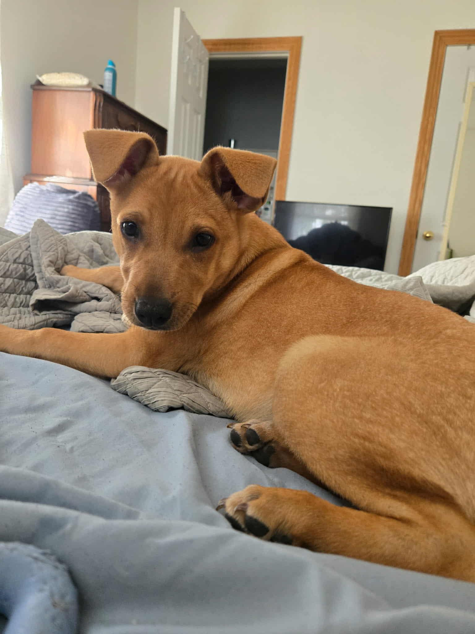 Pumpkin, a Adoptable Mixed Breed in Beacon, NY image 5/6