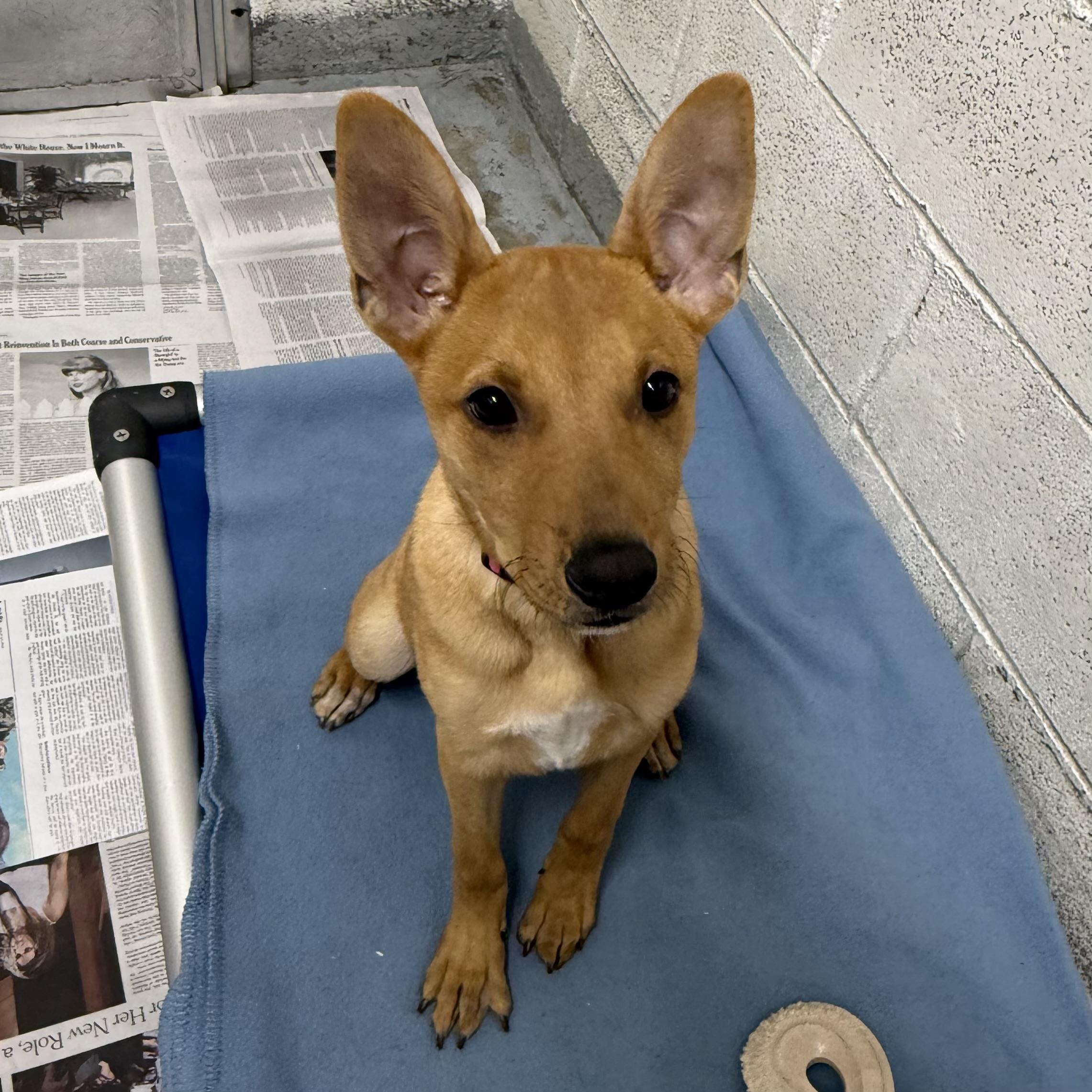 Pumpkin, a Adoptable Mixed Breed in Beacon, NY image 6/6