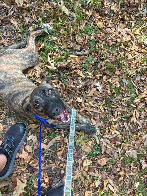 Janice, Adoptable, Adult Female Mixed Breed.