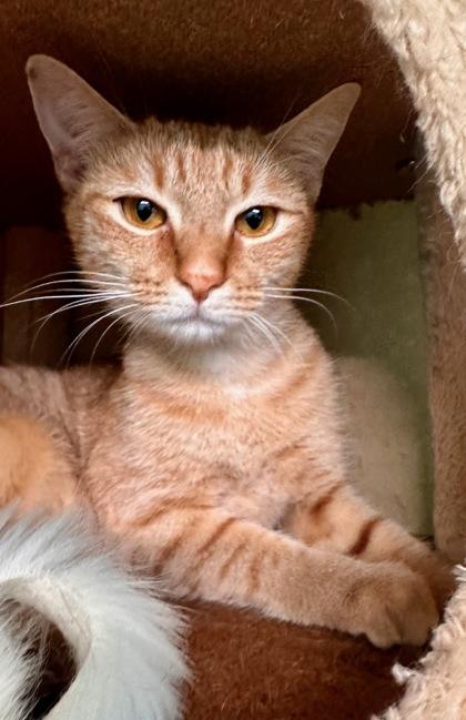 Enlarge Reed, a Adoptable Domestic Short Hair in Marathon , FL image 1/1