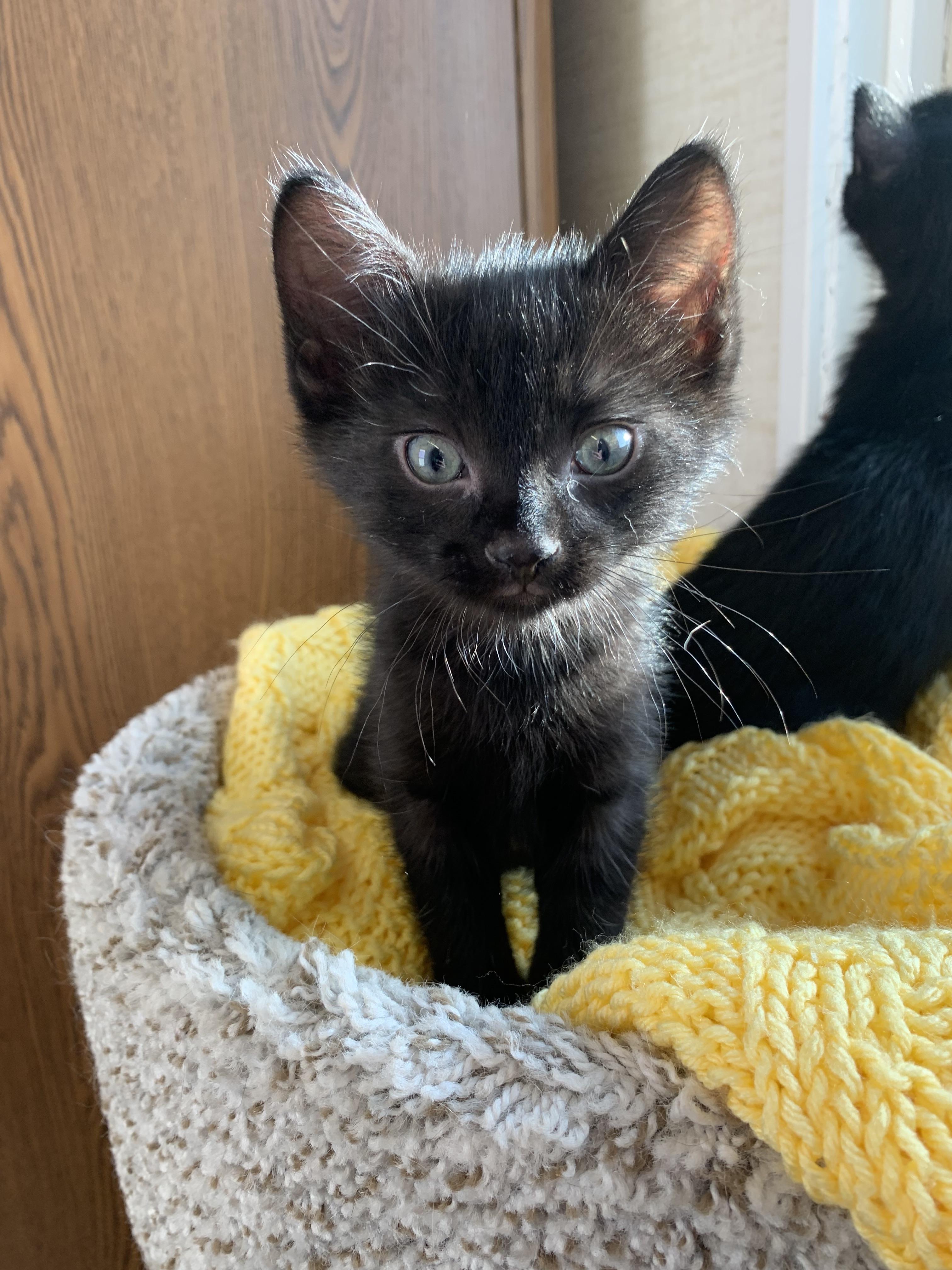 Percy, ADOPTABLE, Young Male Domestic Short Hair.