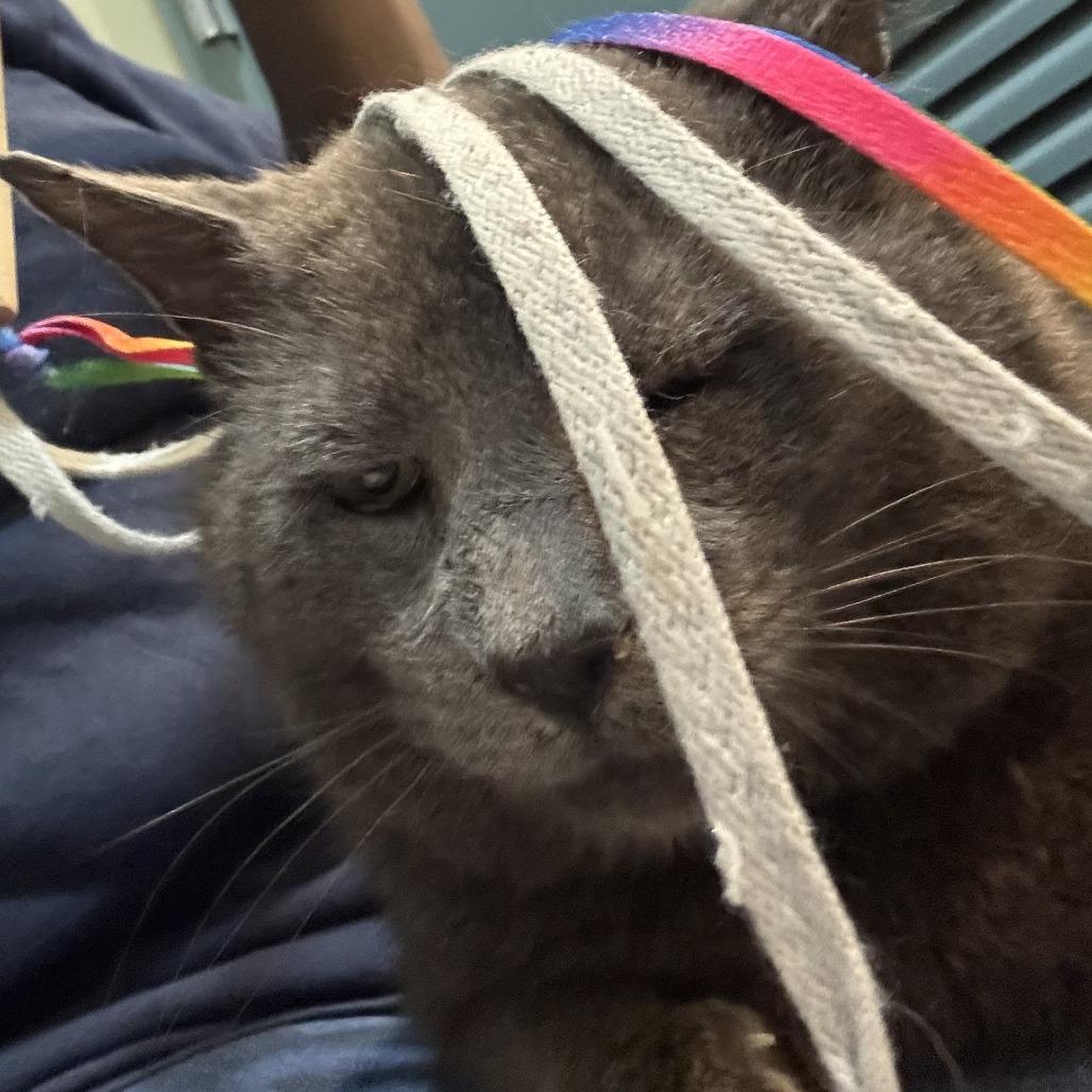 Sammy, Adoptable, Adult Male Domestic Short Hair.