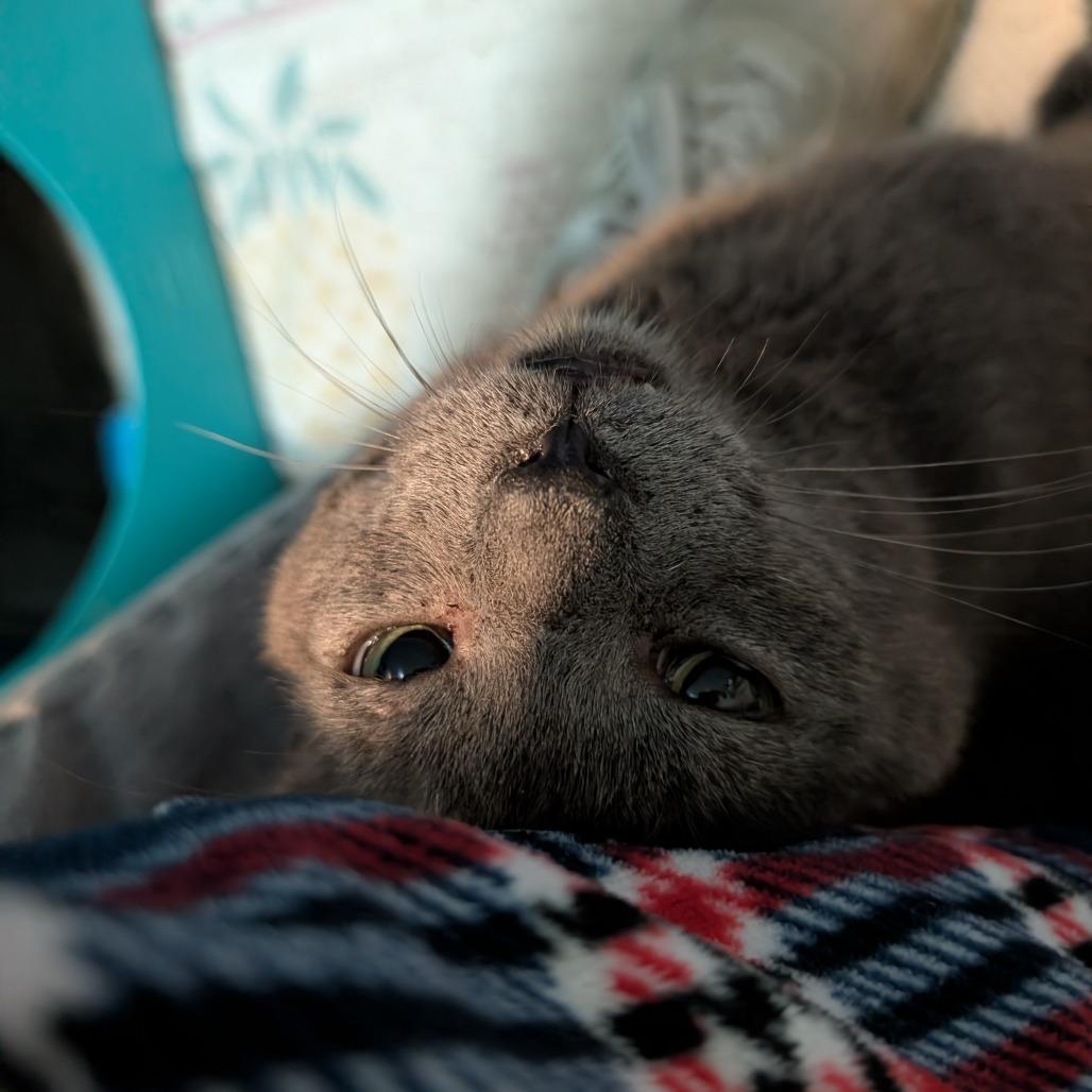 Enlarge Sammy, a Adoptable Domestic Short Hair in Baltimore, MD image 2/5