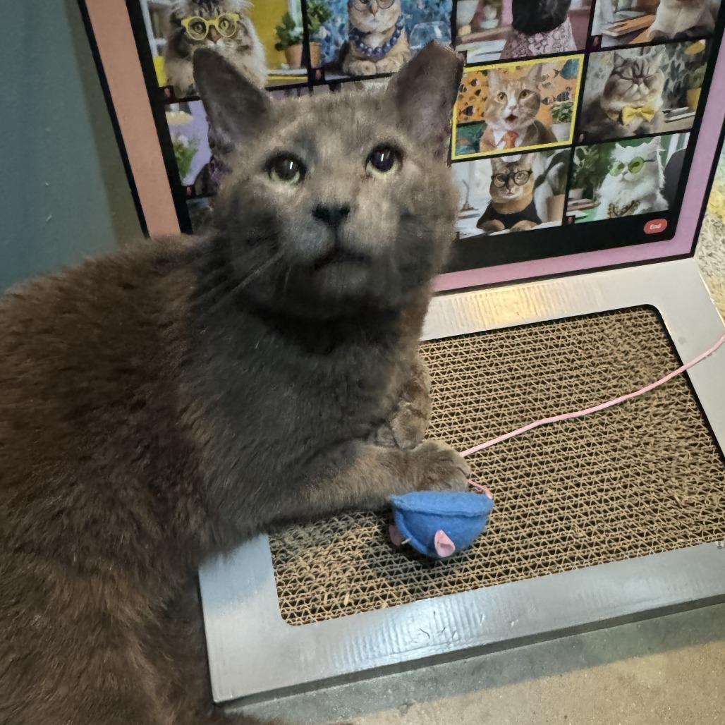 Enlarge Sammy, a Adoptable Domestic Short Hair in Baltimore, MD image 3/5