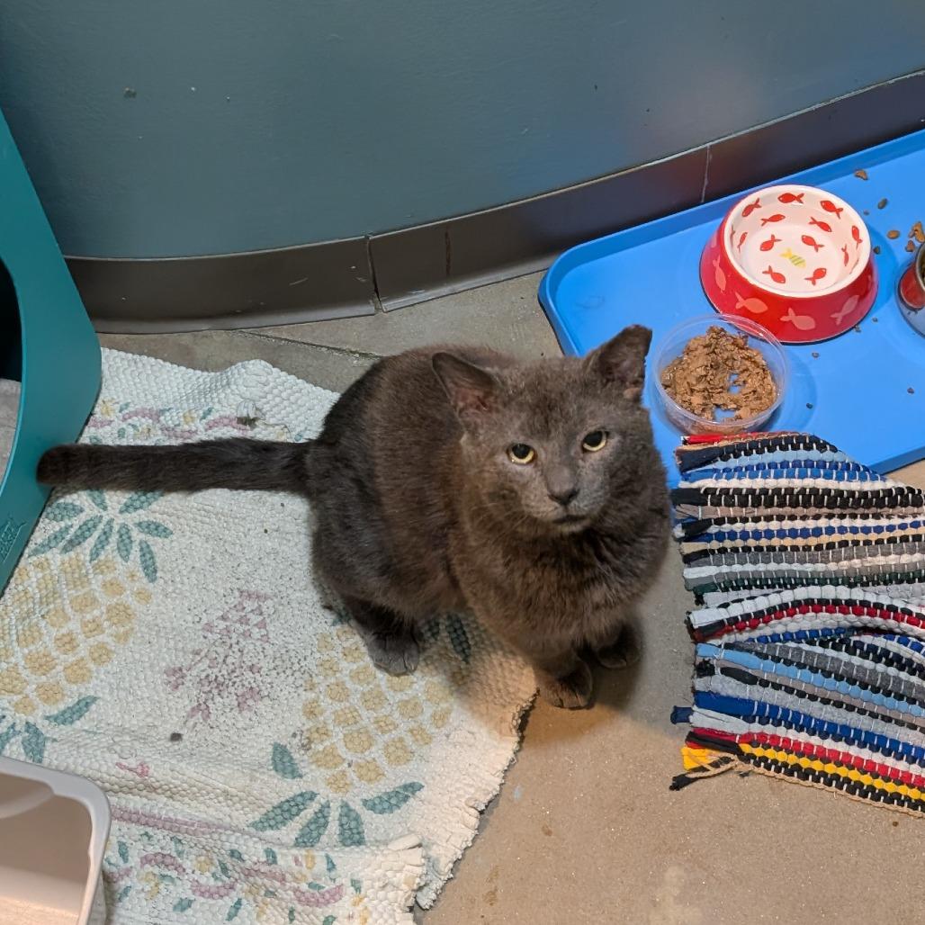 Enlarge Sammy, a Adoptable Domestic Short Hair in Baltimore, MD image 4/5