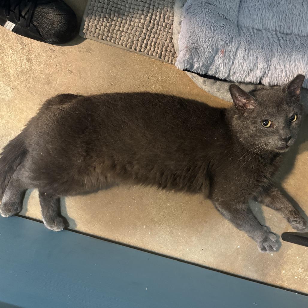 Enlarge Sammy, a Adoptable Domestic Short Hair in Baltimore, MD image 5/5