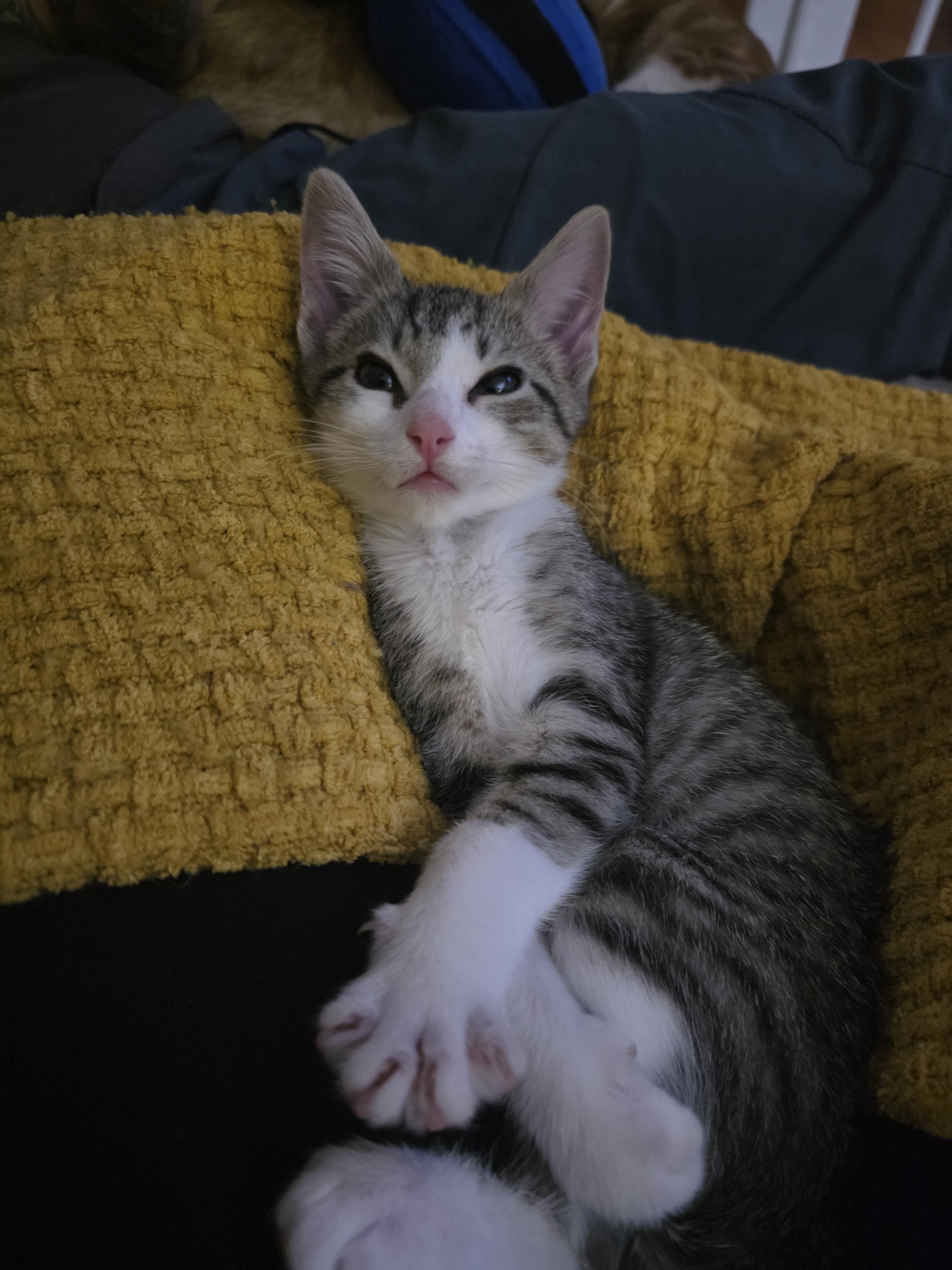 Jon Snow, Adopted, Young Male Domestic Short Hair.