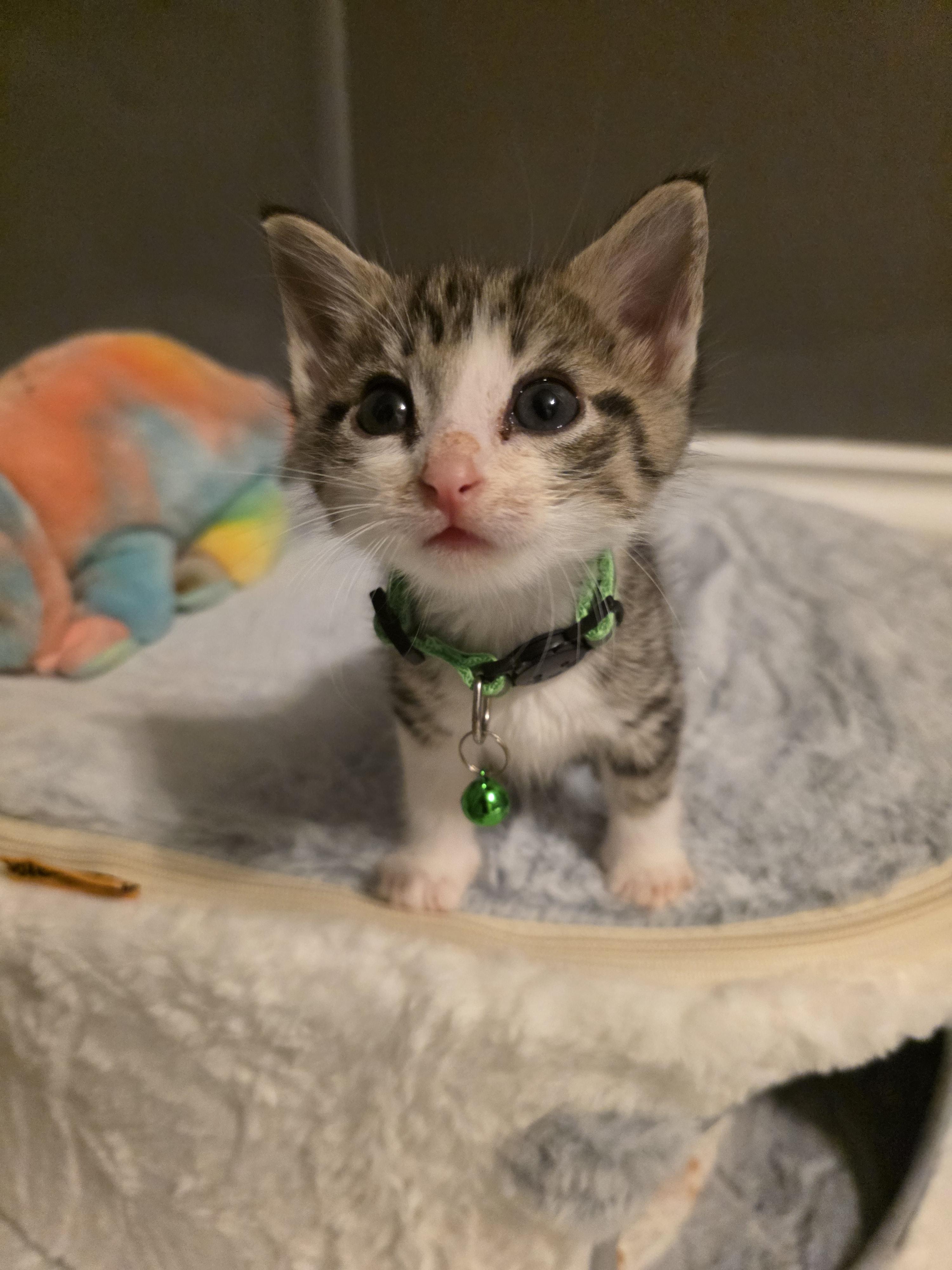 Enlarge Jon Snow, a Adopted mixed breed in Troy, MI image 3/6