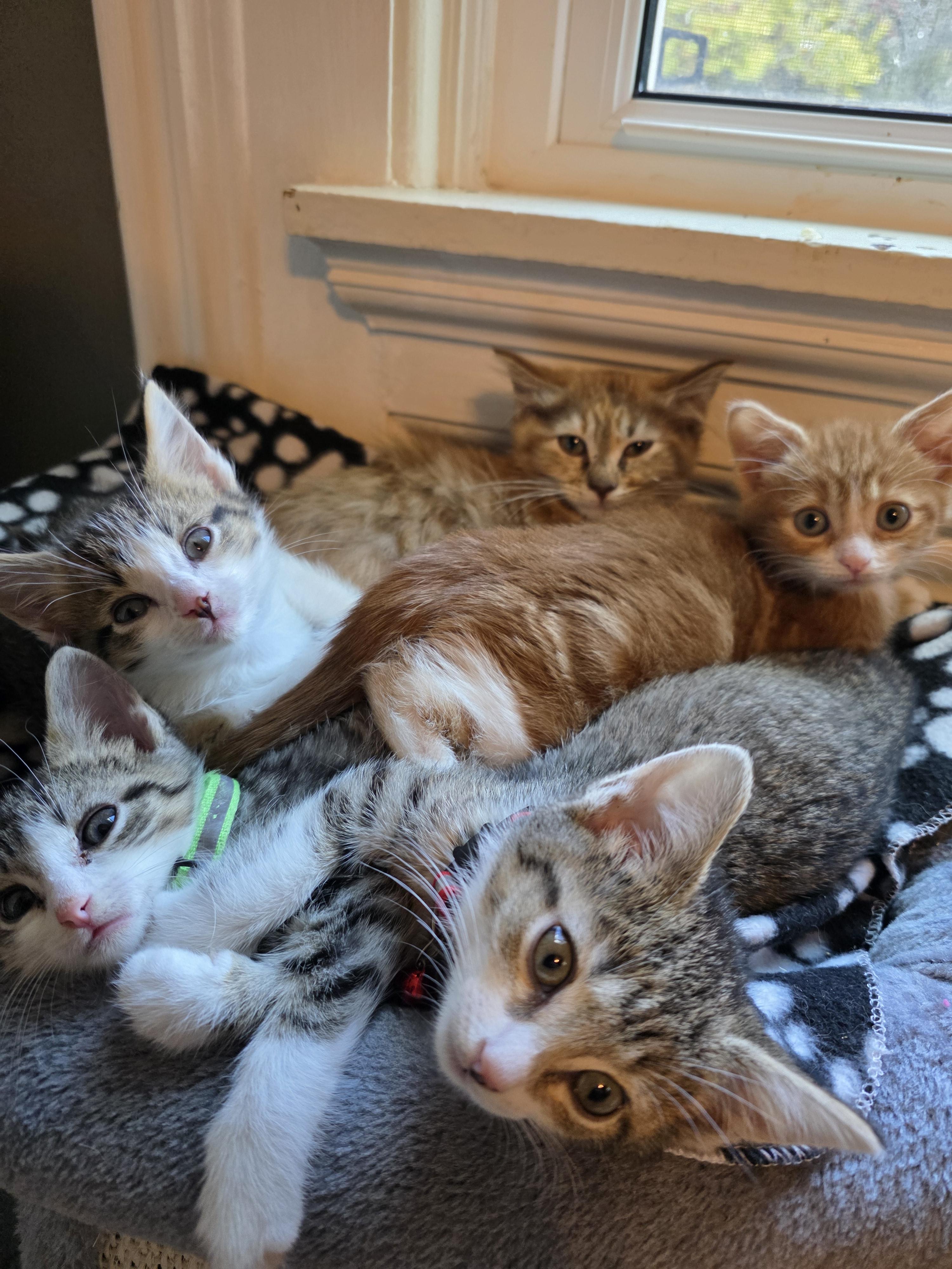 Enlarge Jon Snow, a Adopted mixed breed in Troy, MI image 4/6