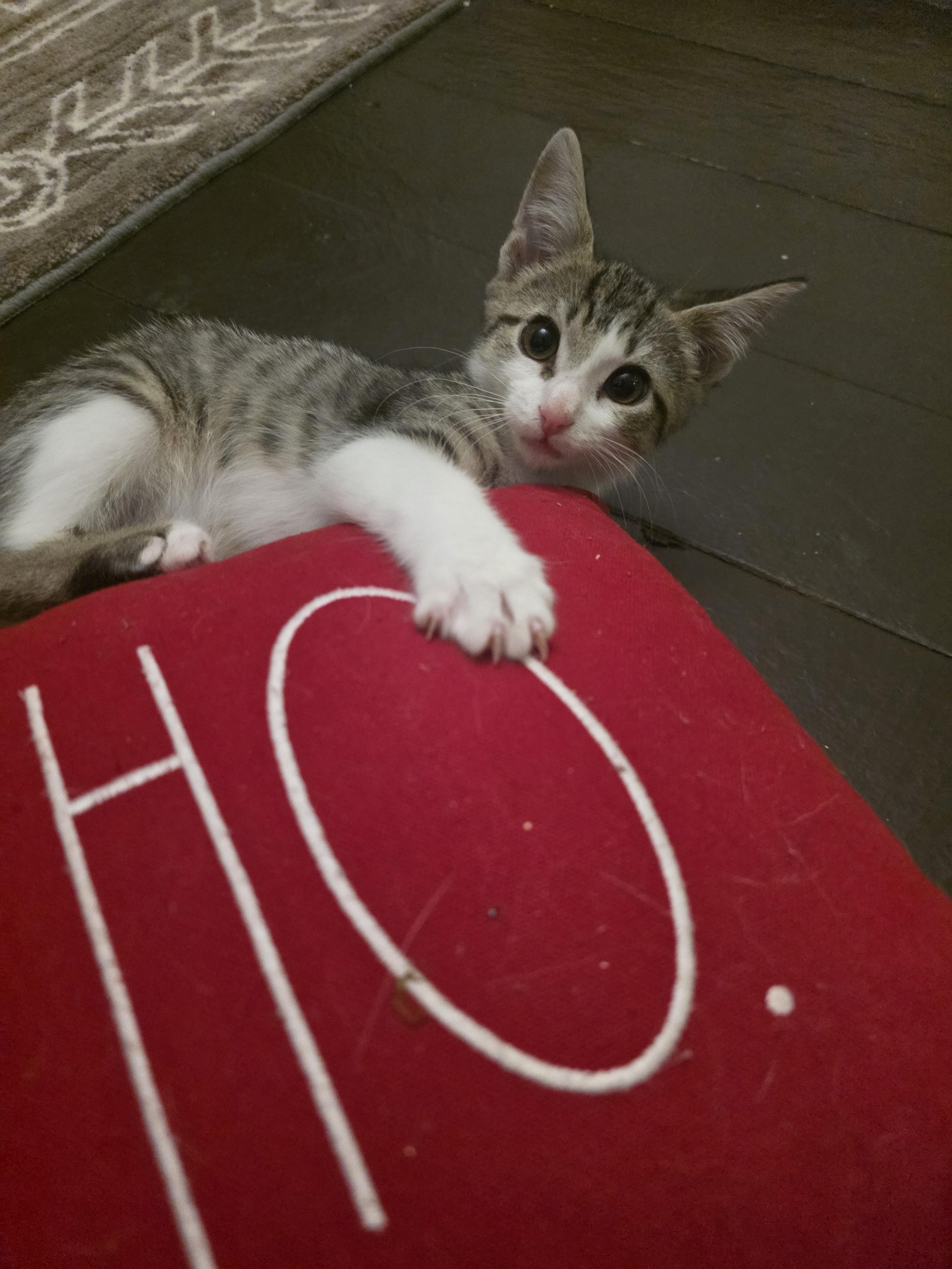 Enlarge Jon Snow, a Adopted mixed breed in Troy, MI image 5/6