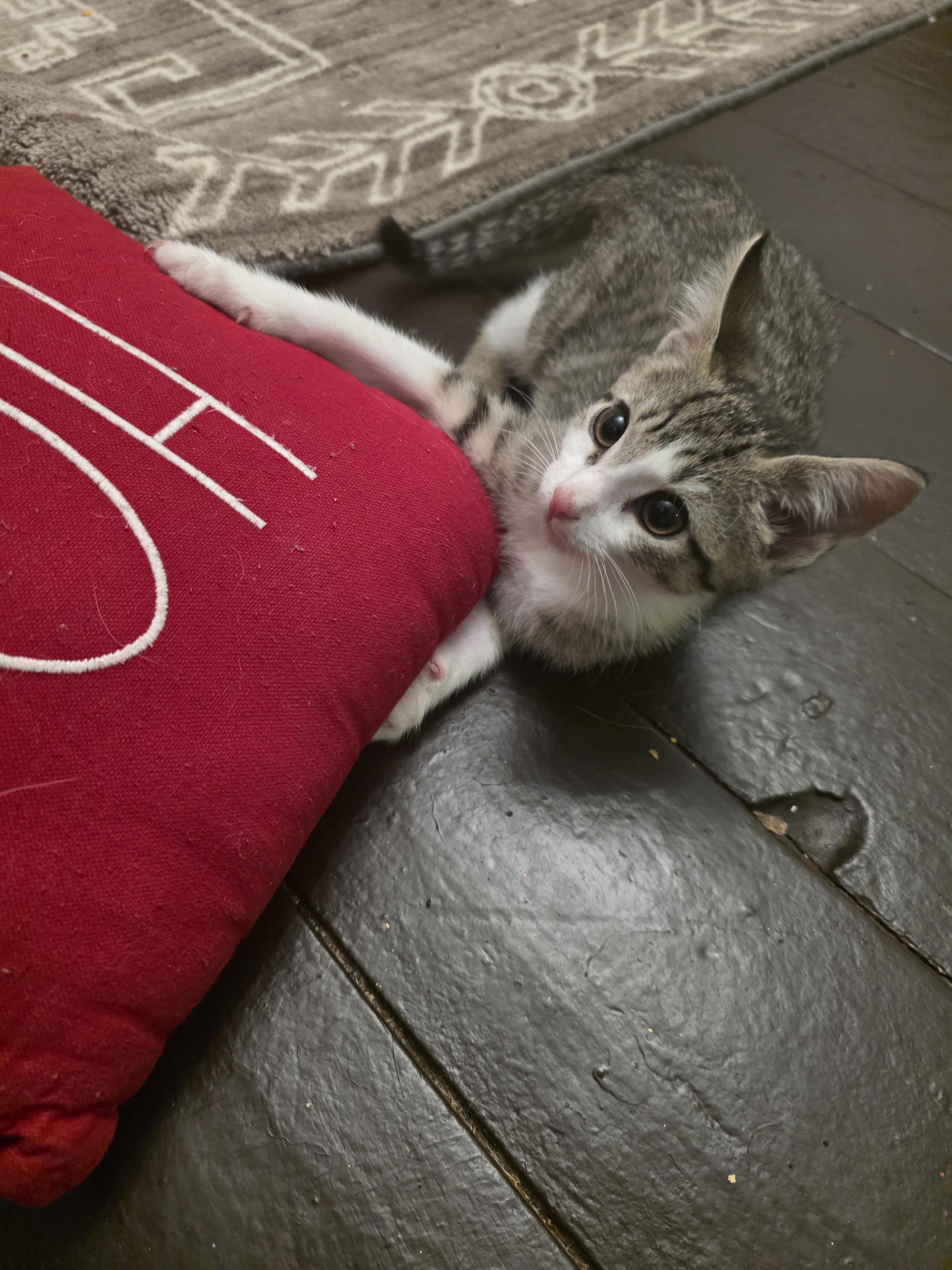 Enlarge Jon Snow, a Adopted mixed breed in Troy, MI image 6/6