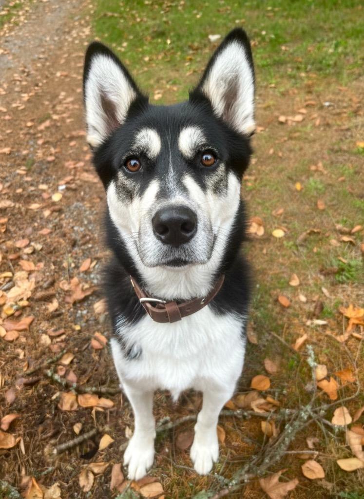 Enlarge Finn, a Adoptable mixed breed in Vashon, WA image 1/1
