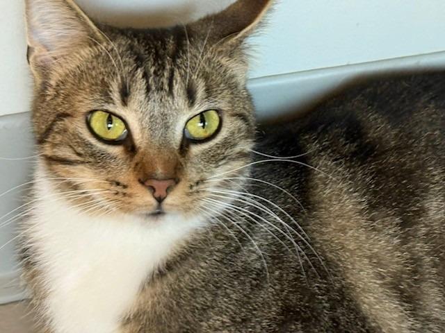 Tiny, a Adoptable mixed breed in Dalton, GA image 1/6