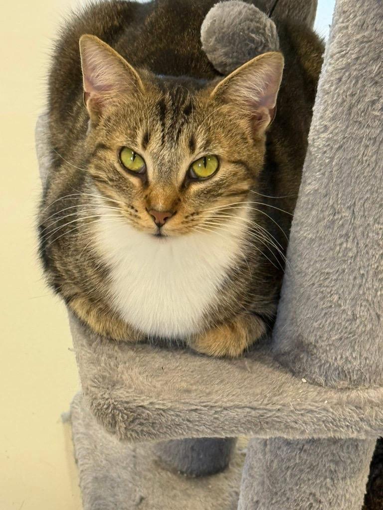 Tiny, a Adoptable mixed breed in Dalton, GA image 2/6