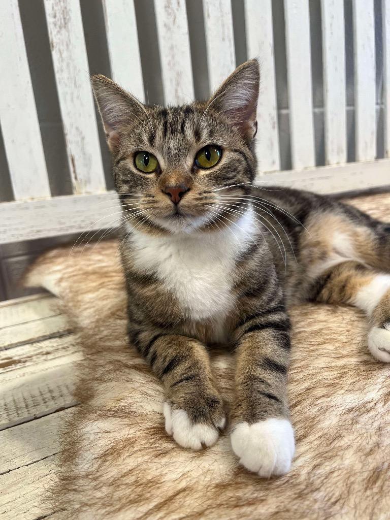 Tiny, a Adoptable mixed breed in Dalton, GA image 4/6