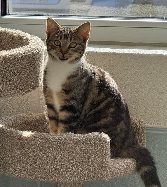 Tiny, a Adoptable mixed breed in Dalton, GA image 6/6
