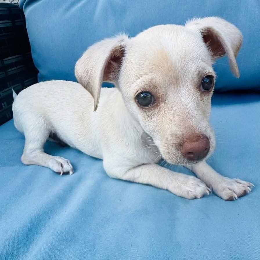Enlarge Priscilla, an adopted mixed breed in Newport Beach, CA image 3/5