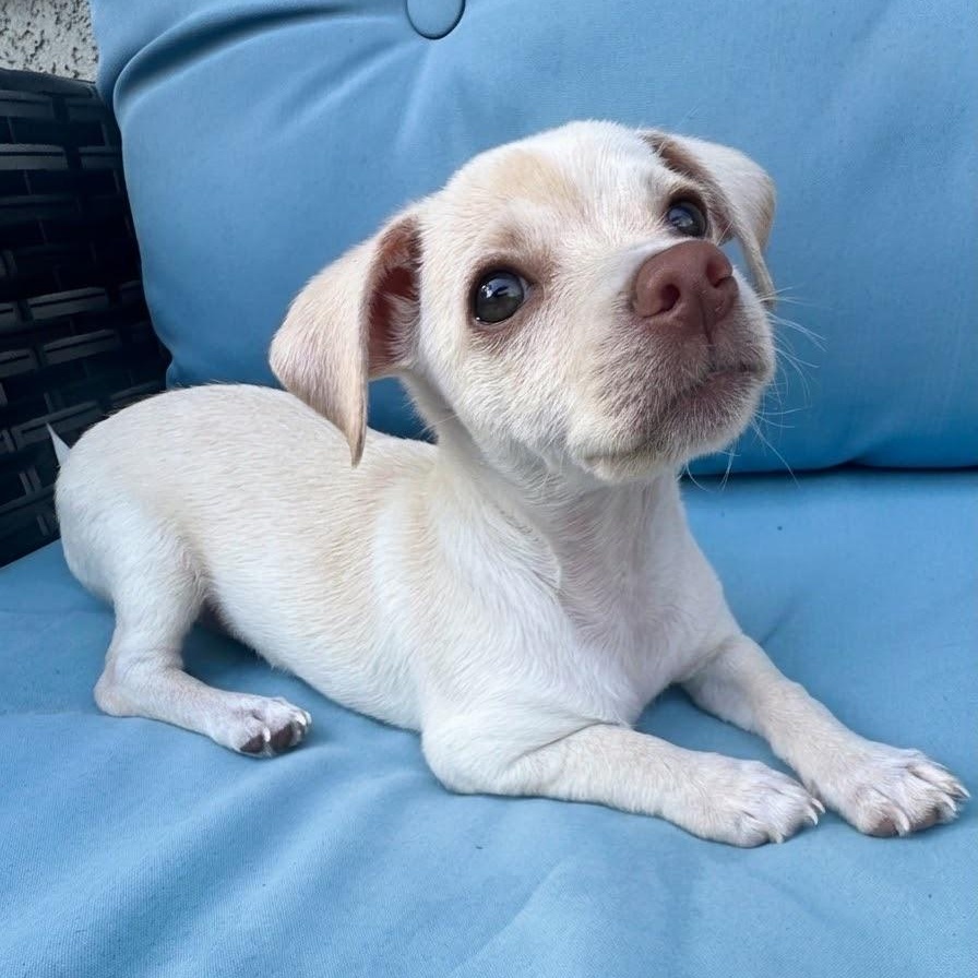 Enlarge Priscilla, an adopted mixed breed in Newport Beach, CA image 2/5