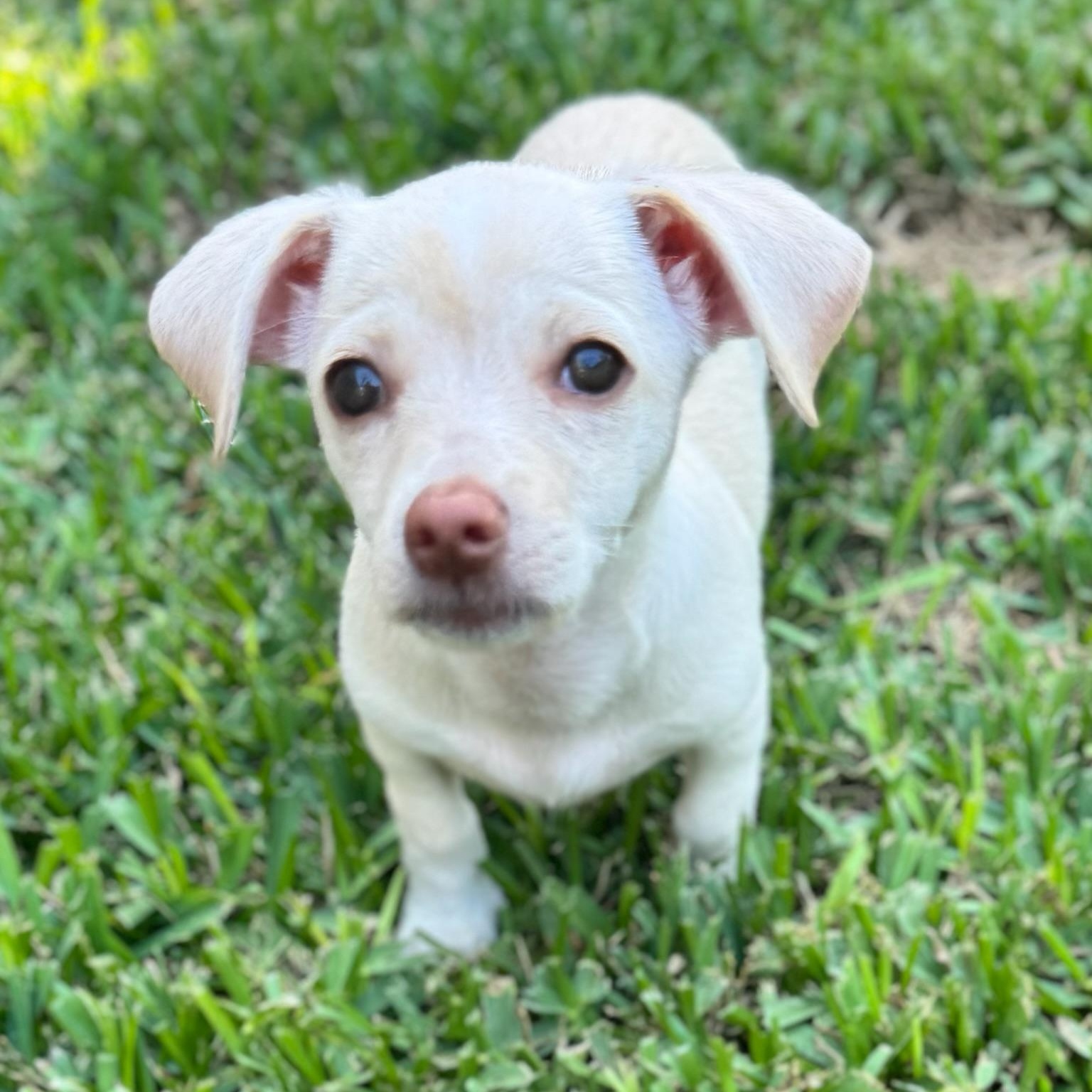 Priscilla, adopted, Puppy Female Chihuahua & Mixed Breed.