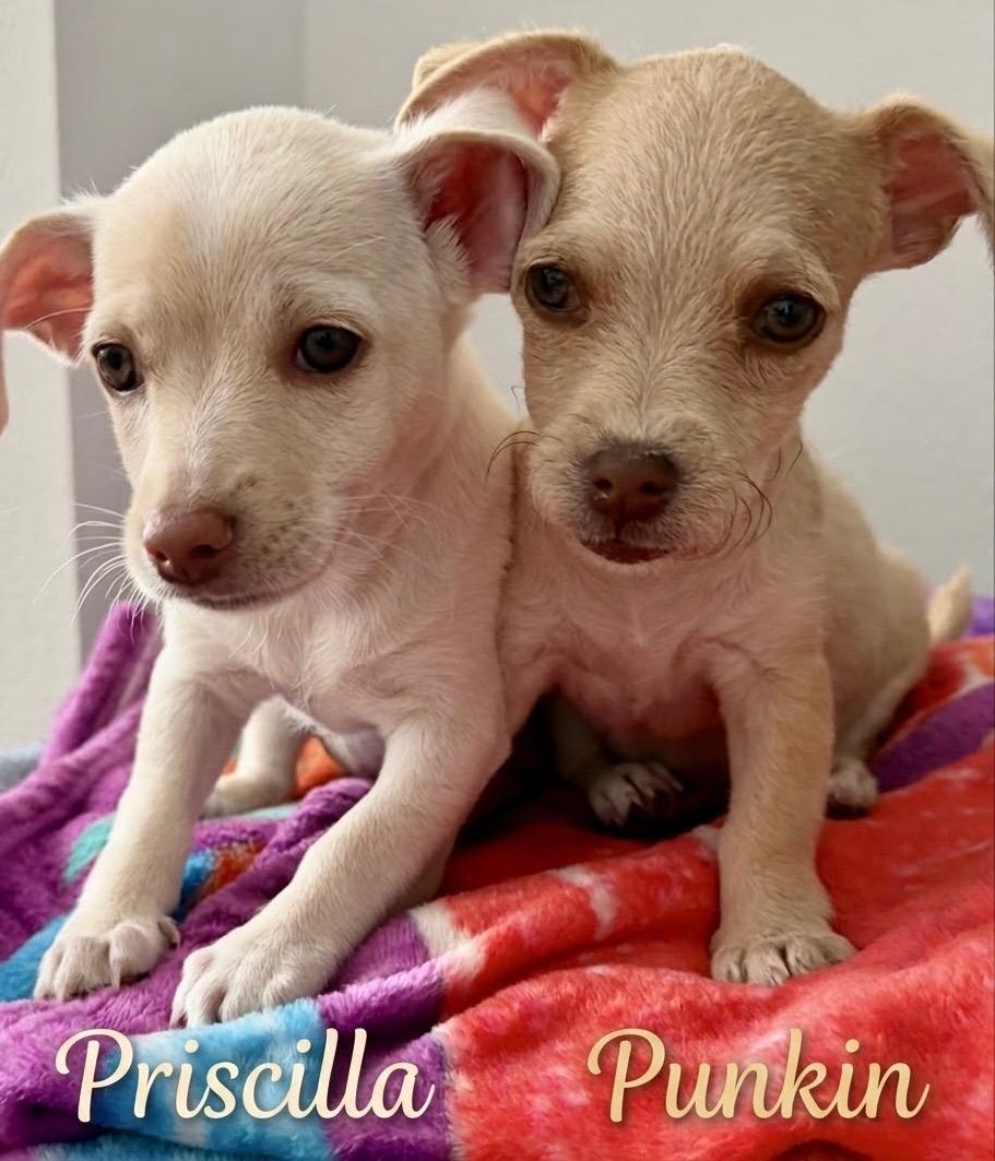 Enlarge Priscilla, an adopted mixed breed in Newport Beach, CA image 4/5
