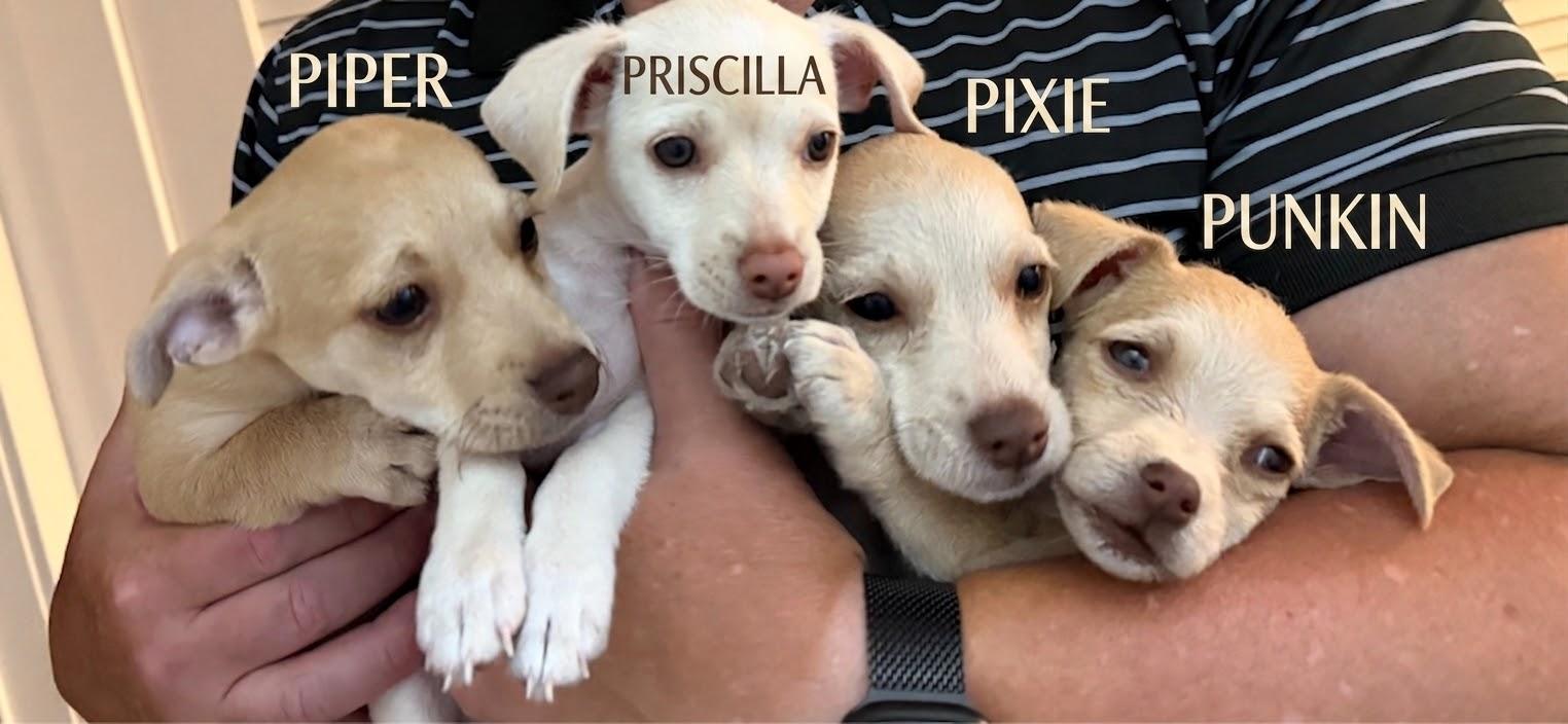 Enlarge Priscilla, an adopted mixed breed in Newport Beach, CA image 5/5