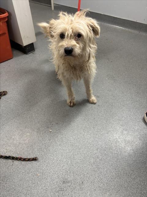 Enlarge A211021, a Adoptable mixed breed in Olivehurst, CA image 1/1