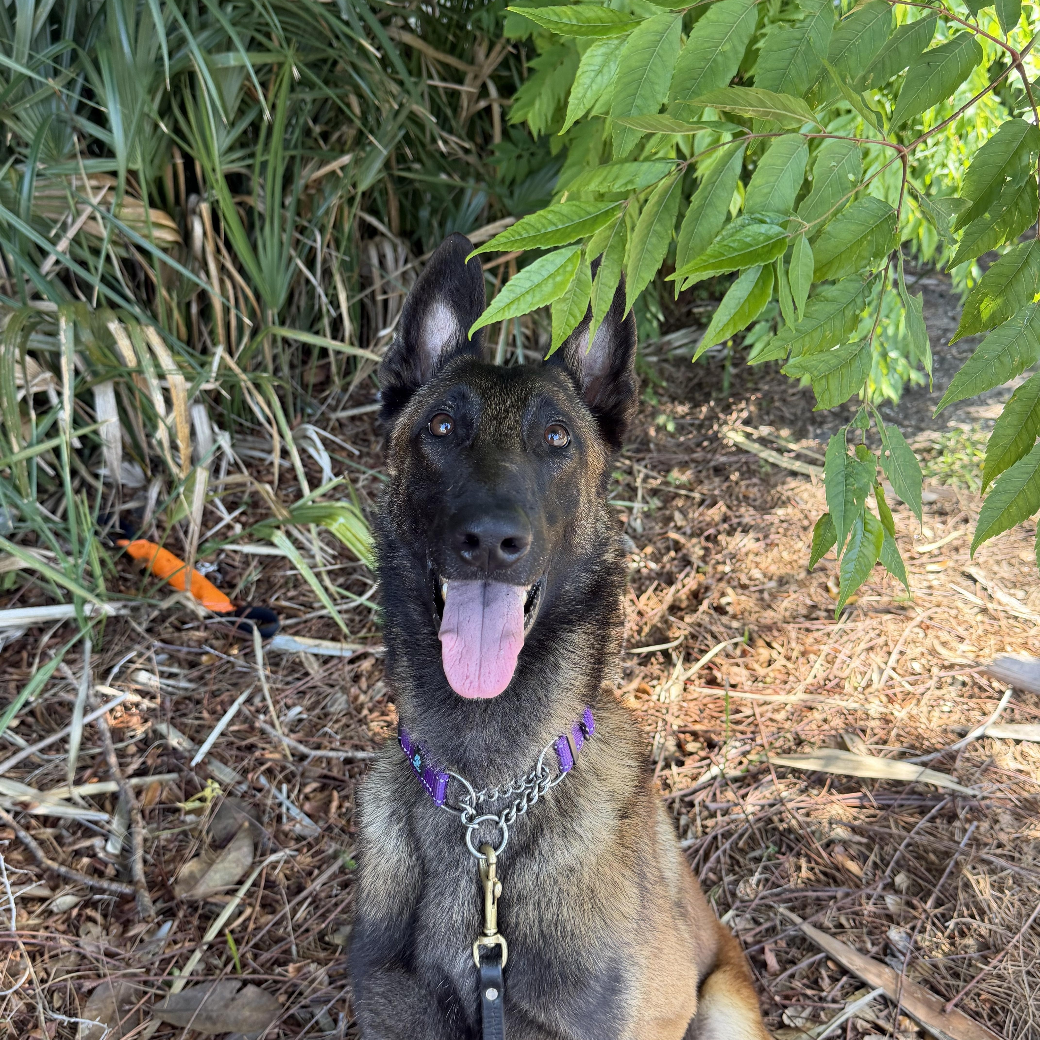 Enlarge Klaus, a Adoptable Belgian Shepherd / Malinois in Orange City, FL image 3/5