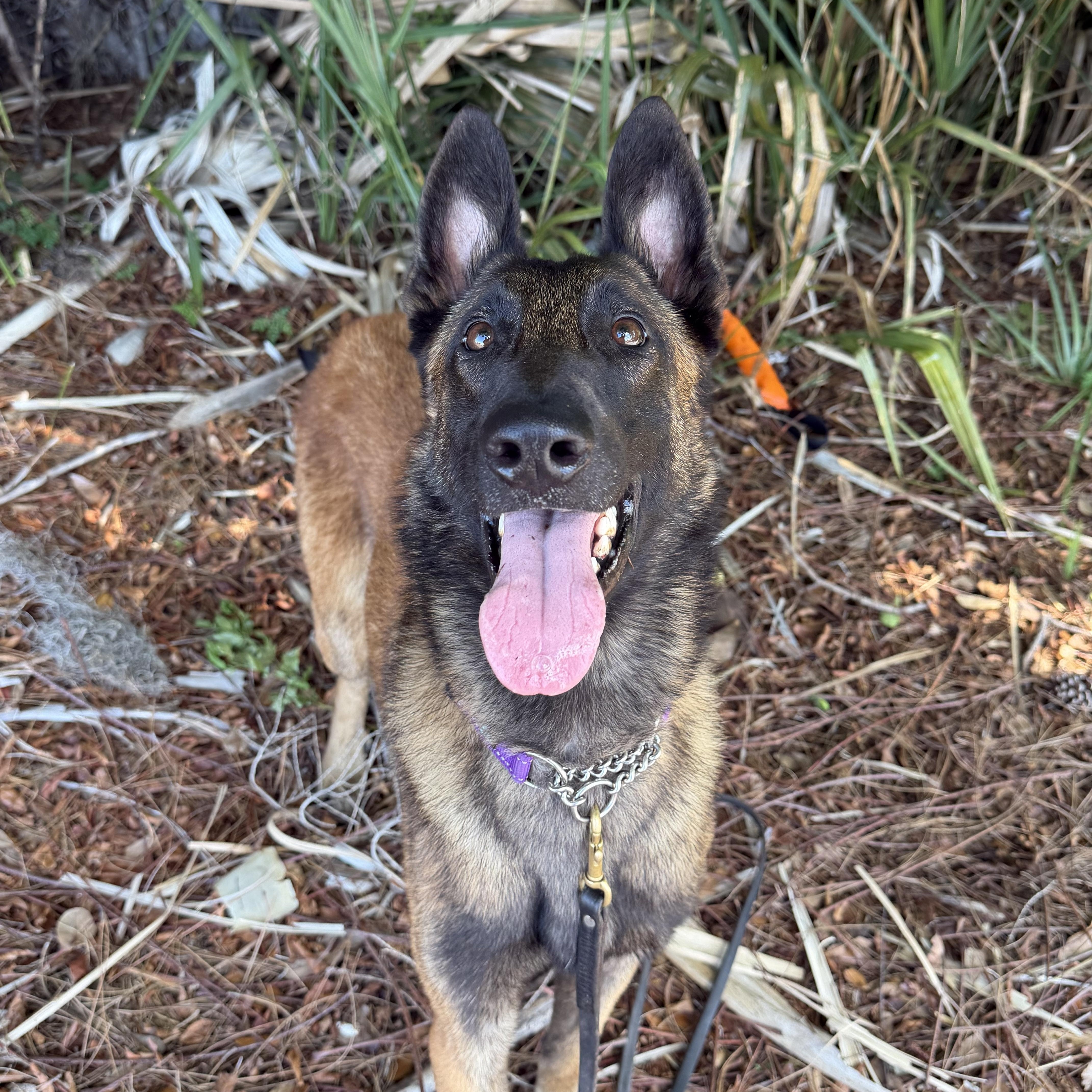 Klaus, Adoptable, Young Male Belgian Shepherd / Malinois.