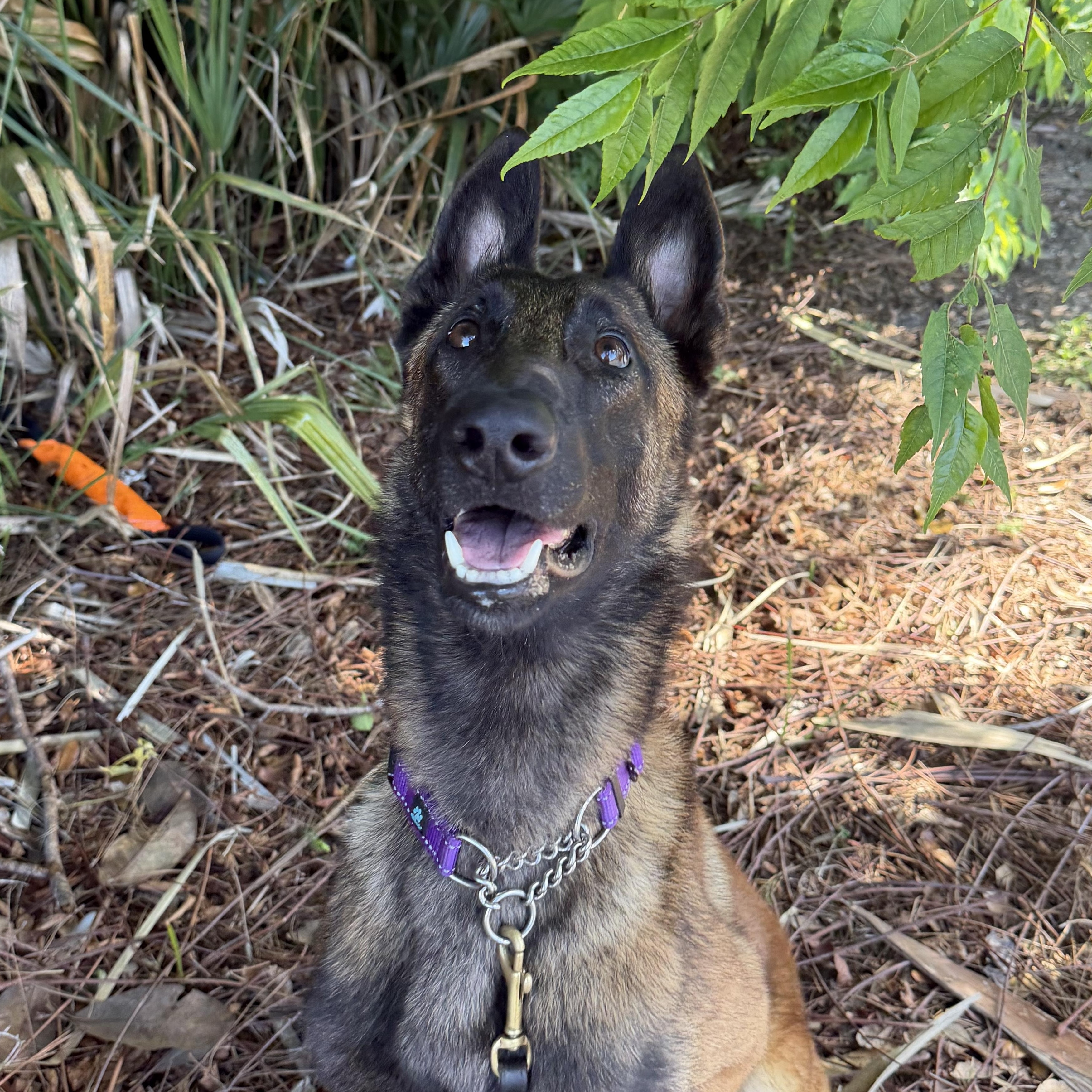 Enlarge Klaus, a Adoptable Belgian Shepherd / Malinois in Orange City, FL image 4/5