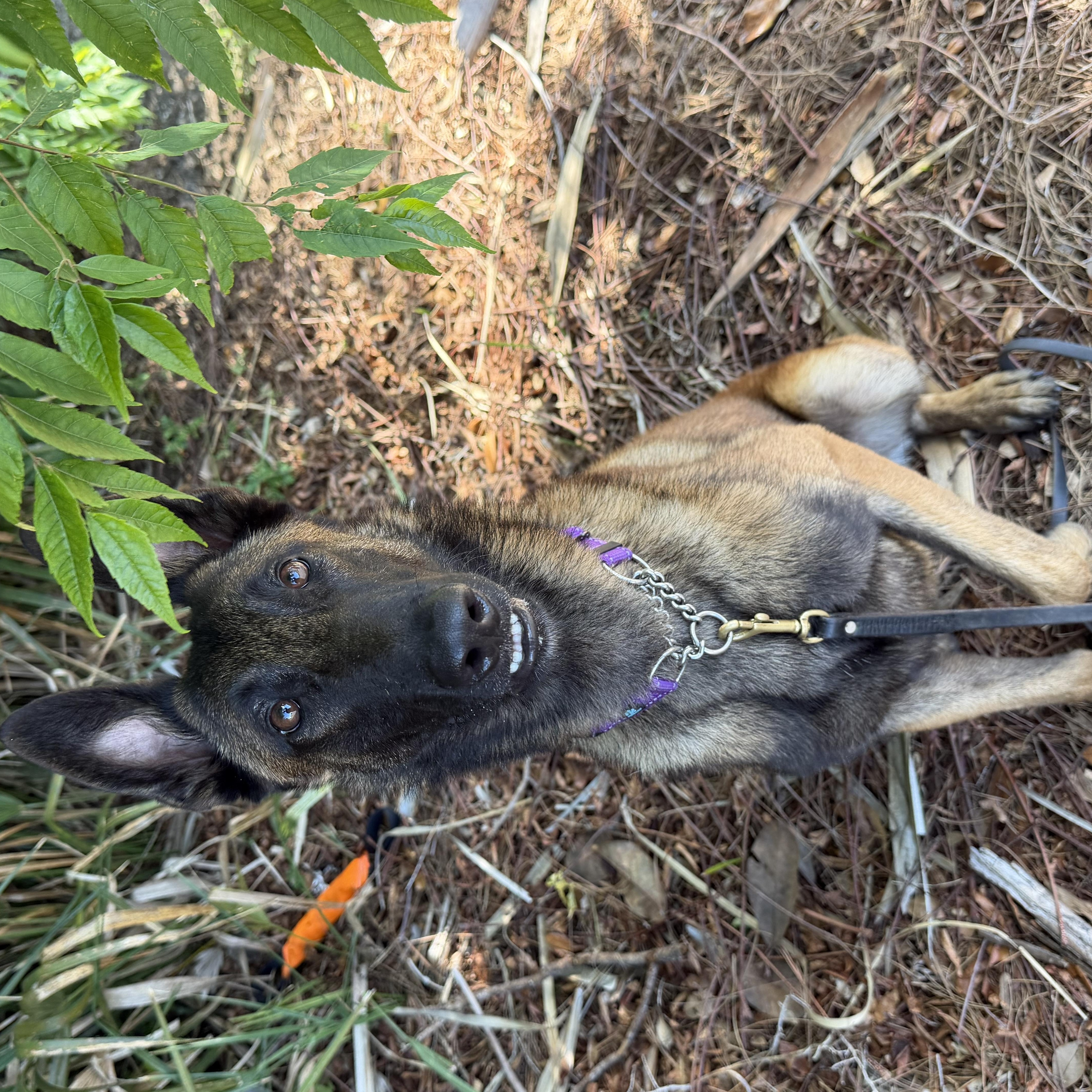 Enlarge Klaus, a Adoptable Belgian Shepherd / Malinois in Orange City, FL image 5/5