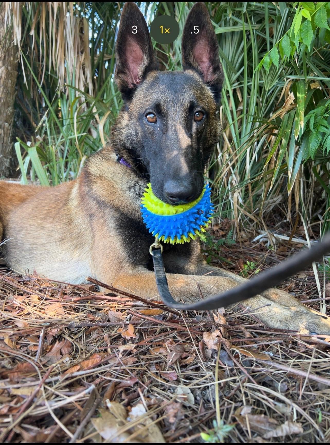 Enlarge Klaus, a Adoptable Belgian Shepherd / Malinois in Orange City, FL image 2/5