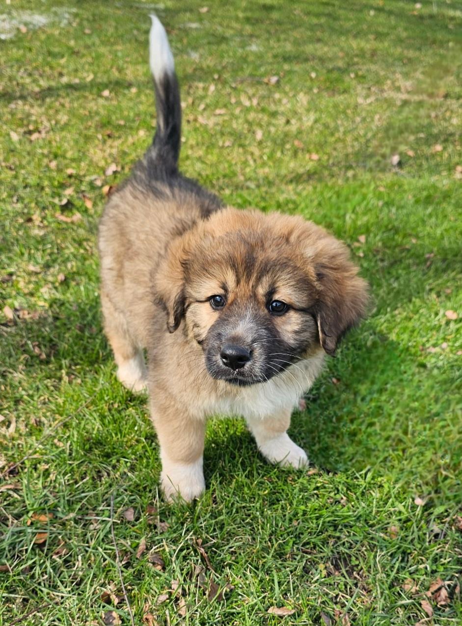 Enlarge Elliott , a ADOPTABLE mixed breed in Arlington Heights, IL image 2/6