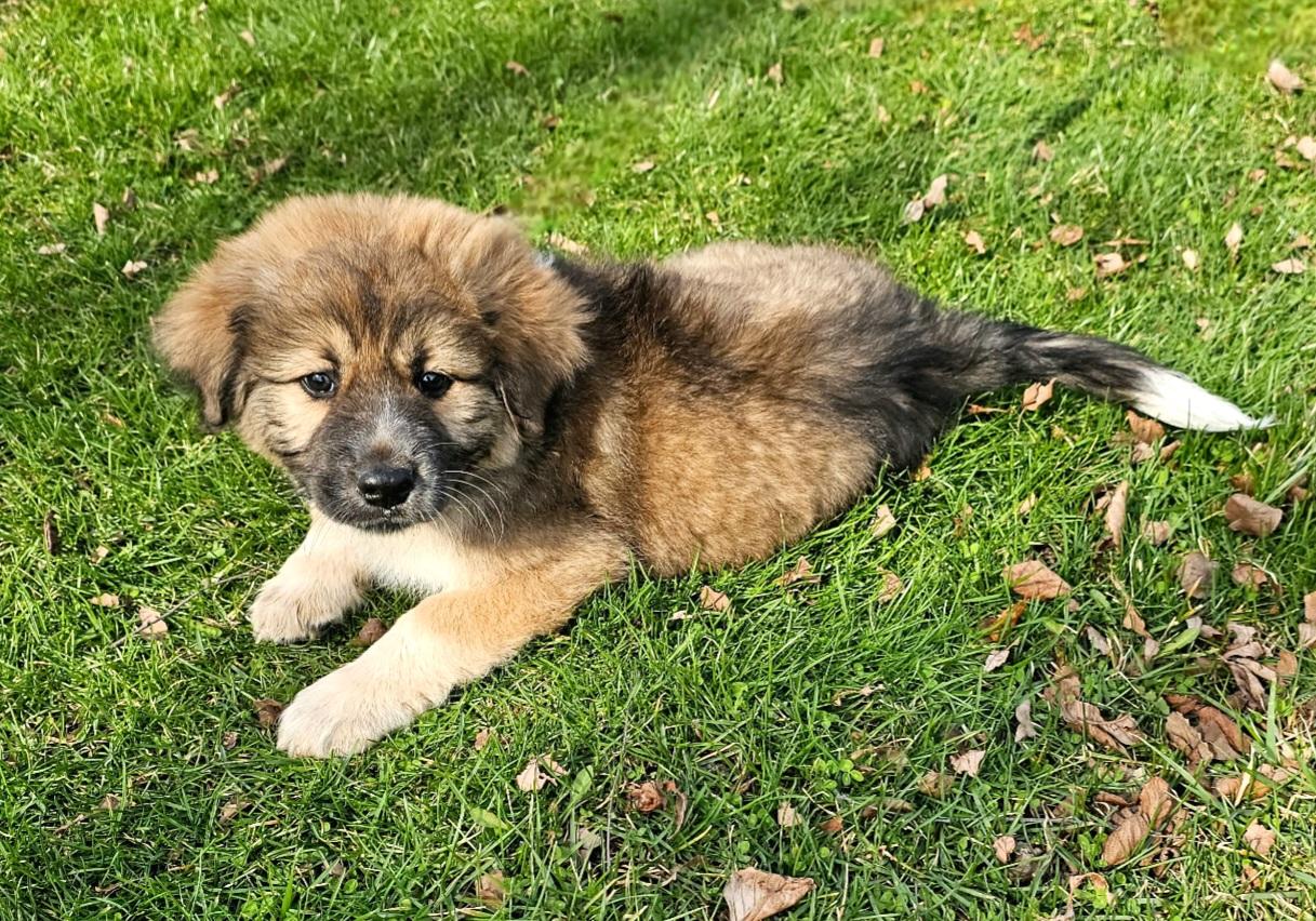 Enlarge Elliott , a ADOPTABLE mixed breed in Arlington Heights, IL image 4/6