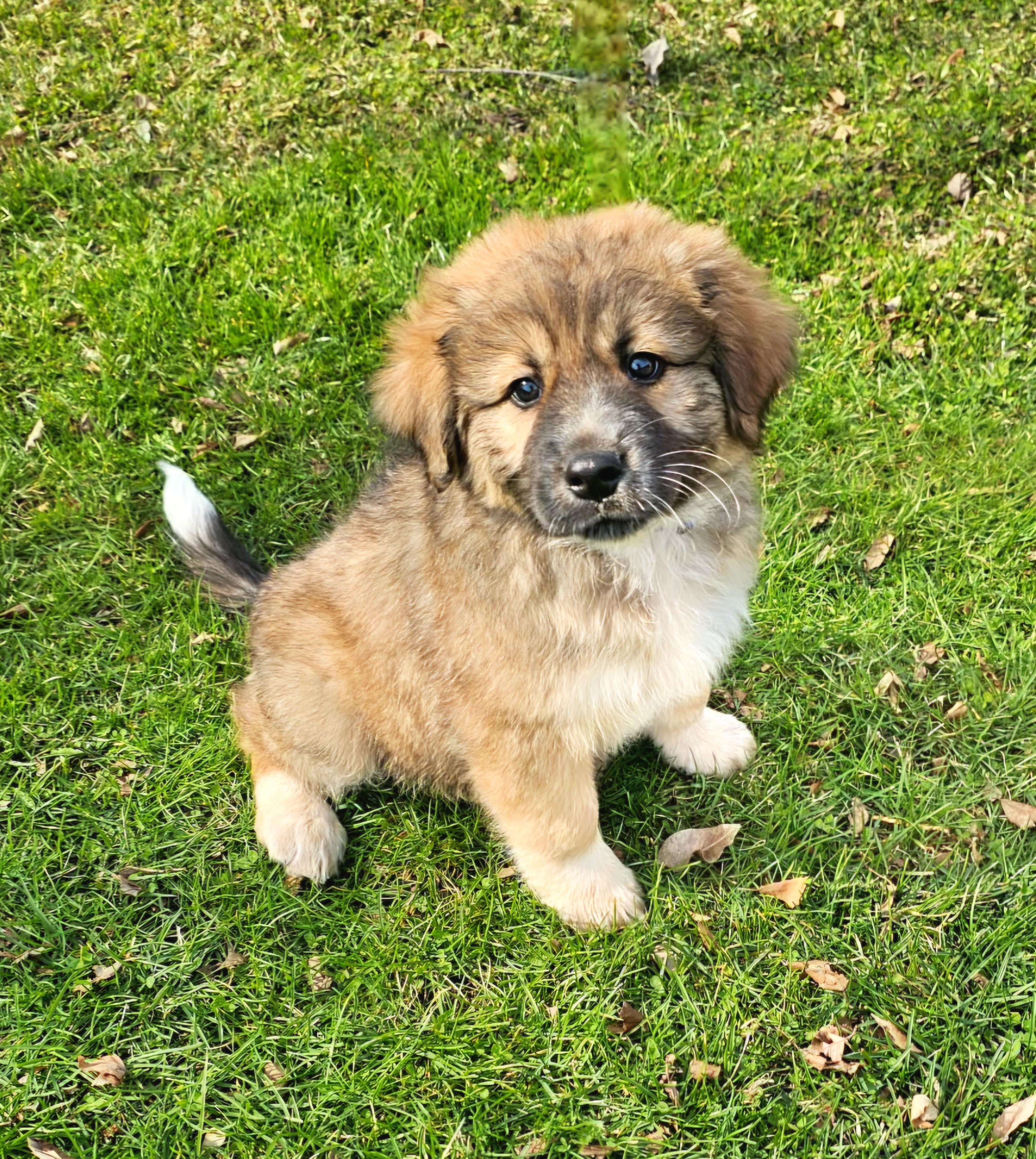 Enlarge Elliott , a ADOPTABLE mixed breed in Arlington Heights, IL image 1/6