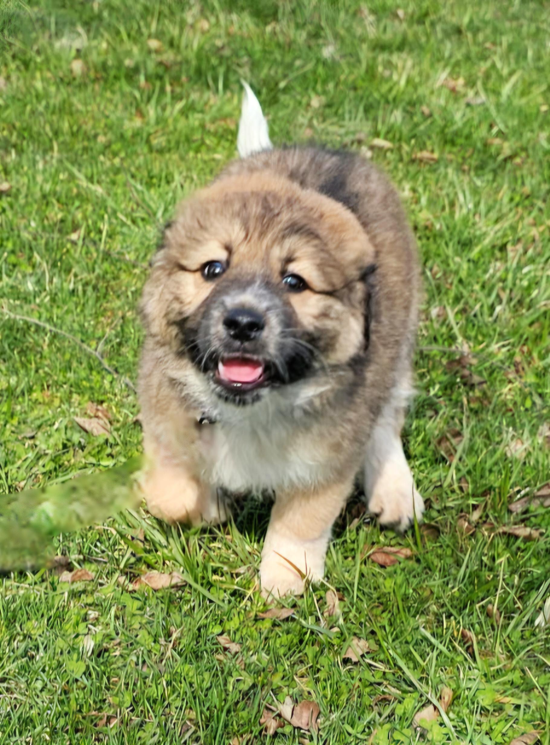 Enlarge Elliott , a ADOPTABLE mixed breed in Arlington Heights, IL image 3/6